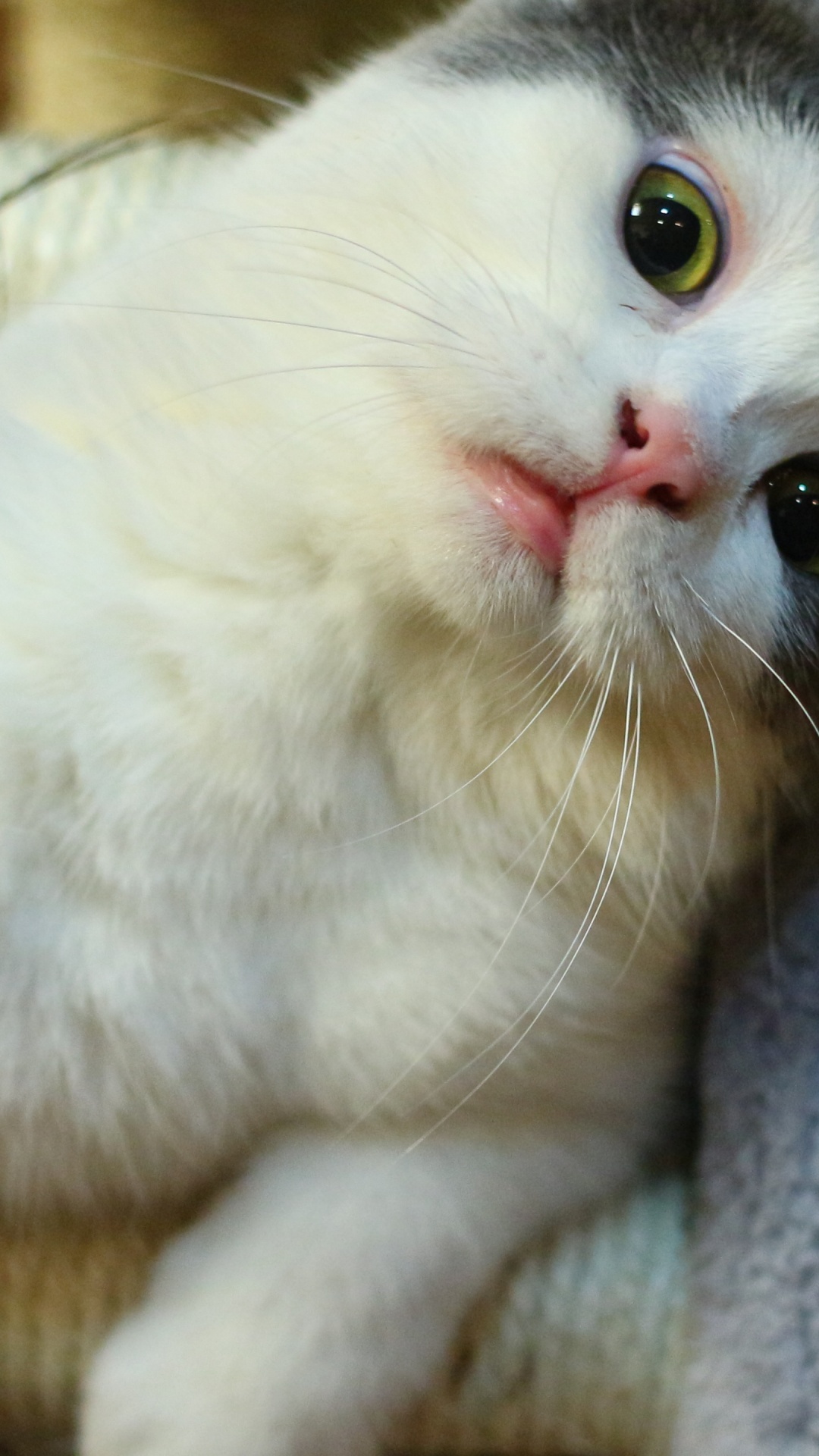 Обои морда, мордочка, кошка дерево, бурмилла, хищничество в разрешении 1080x1920