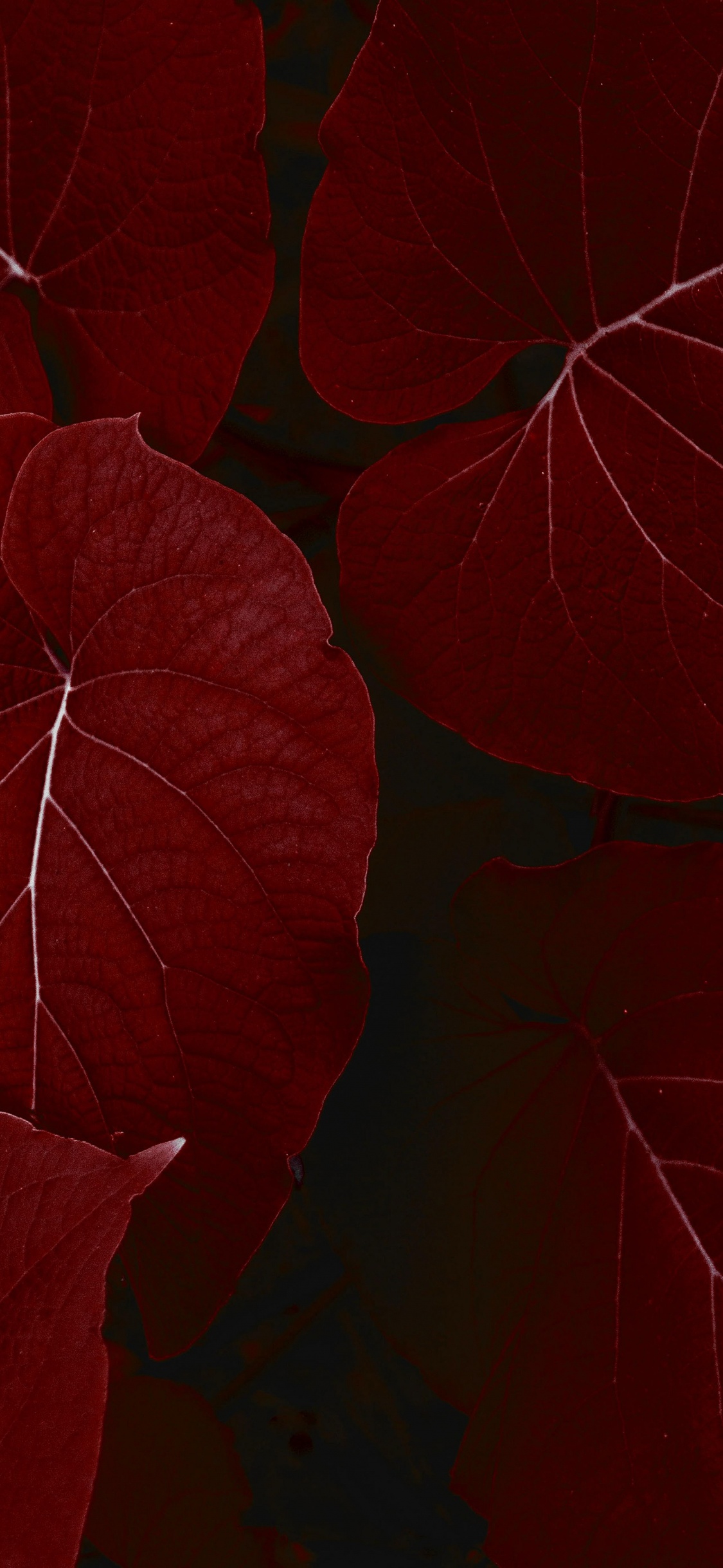 Обои айпад, ipad pro, apple, iPad Pro 2017, яблоко в разрешении 1125x2436