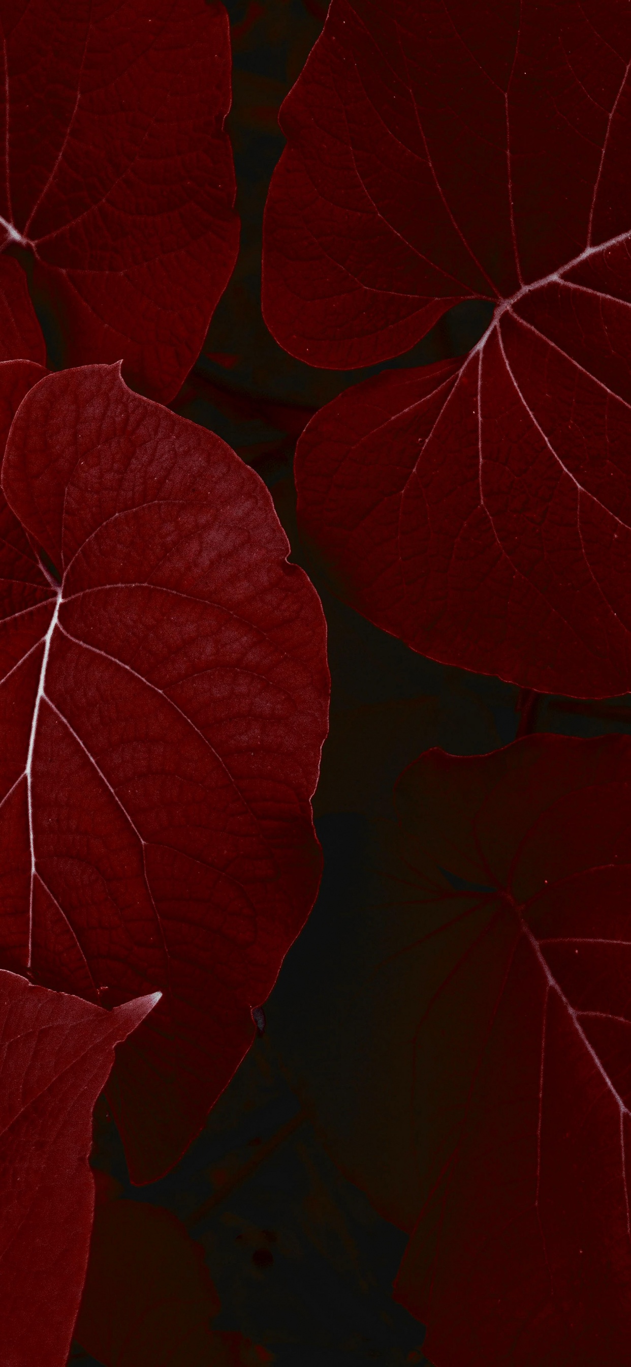 Обои айпад, ipad pro, apple, iPad Pro 2017, яблоко в разрешении 1242x2688