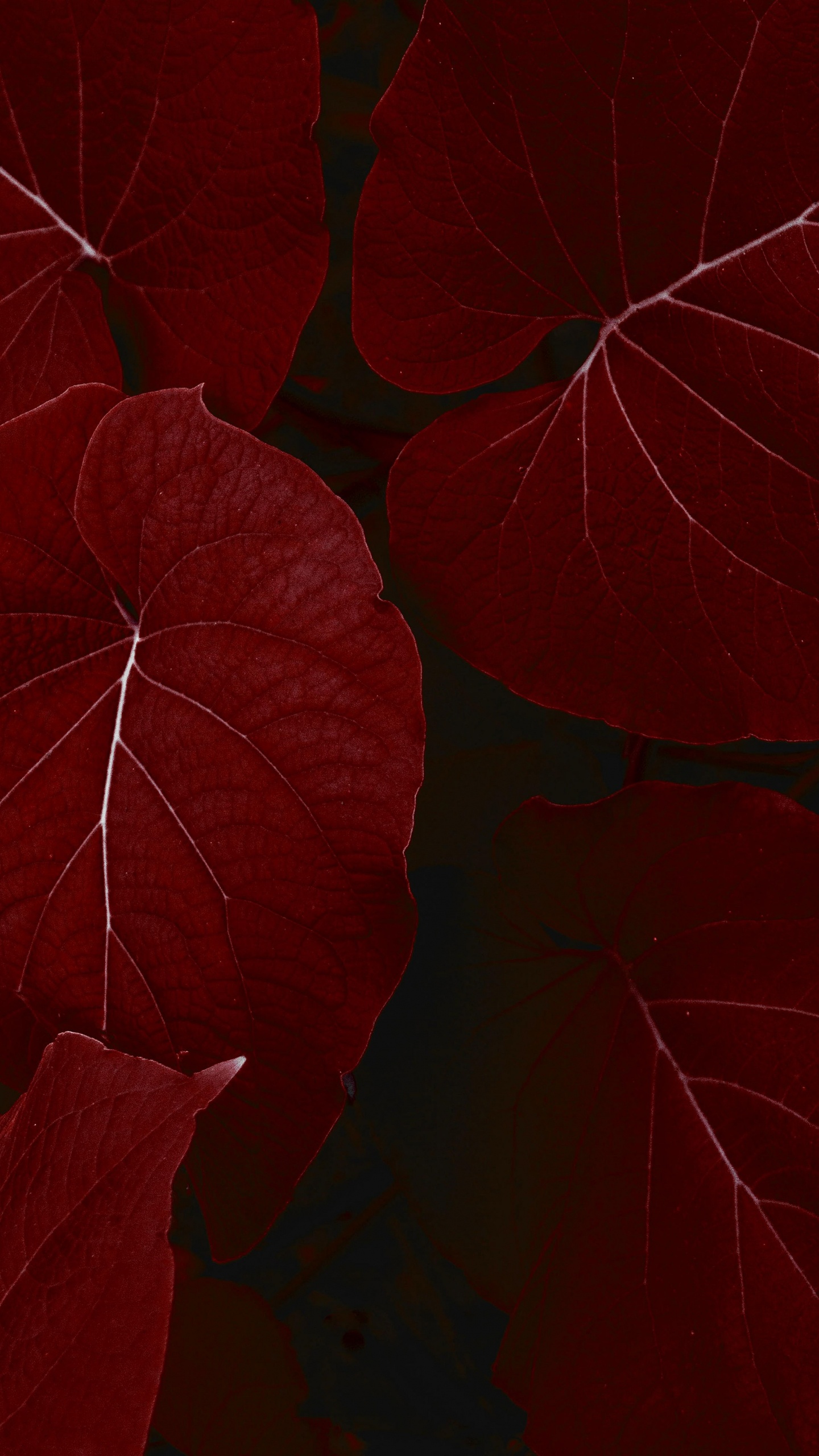 Обои айпад, ipad pro, apple, iPad Pro 2017, яблоко в разрешении 1440x2560