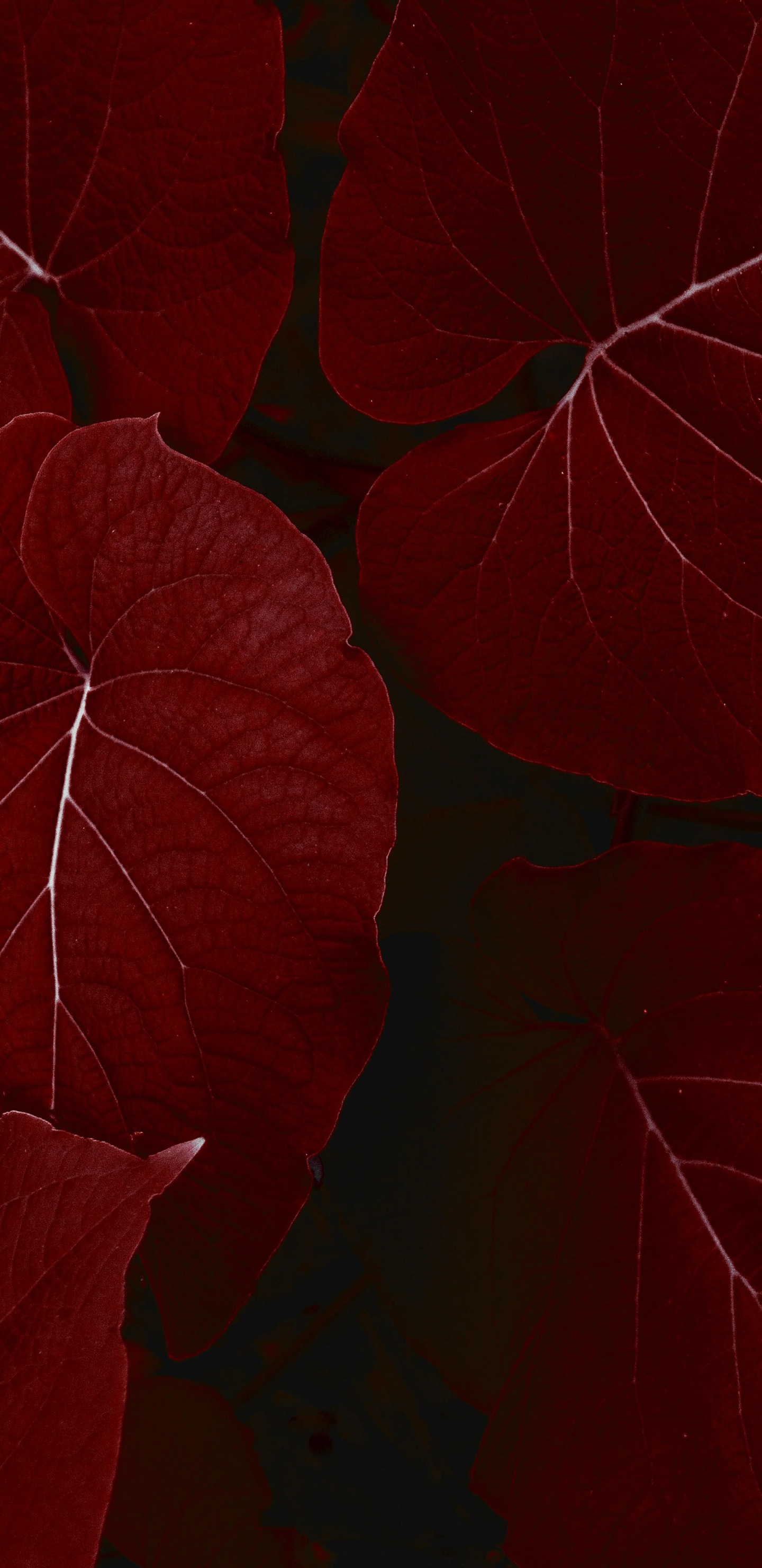 Обои айпад, ipad pro, apple, iPad Pro 2017, яблоко в разрешении 1440x2960