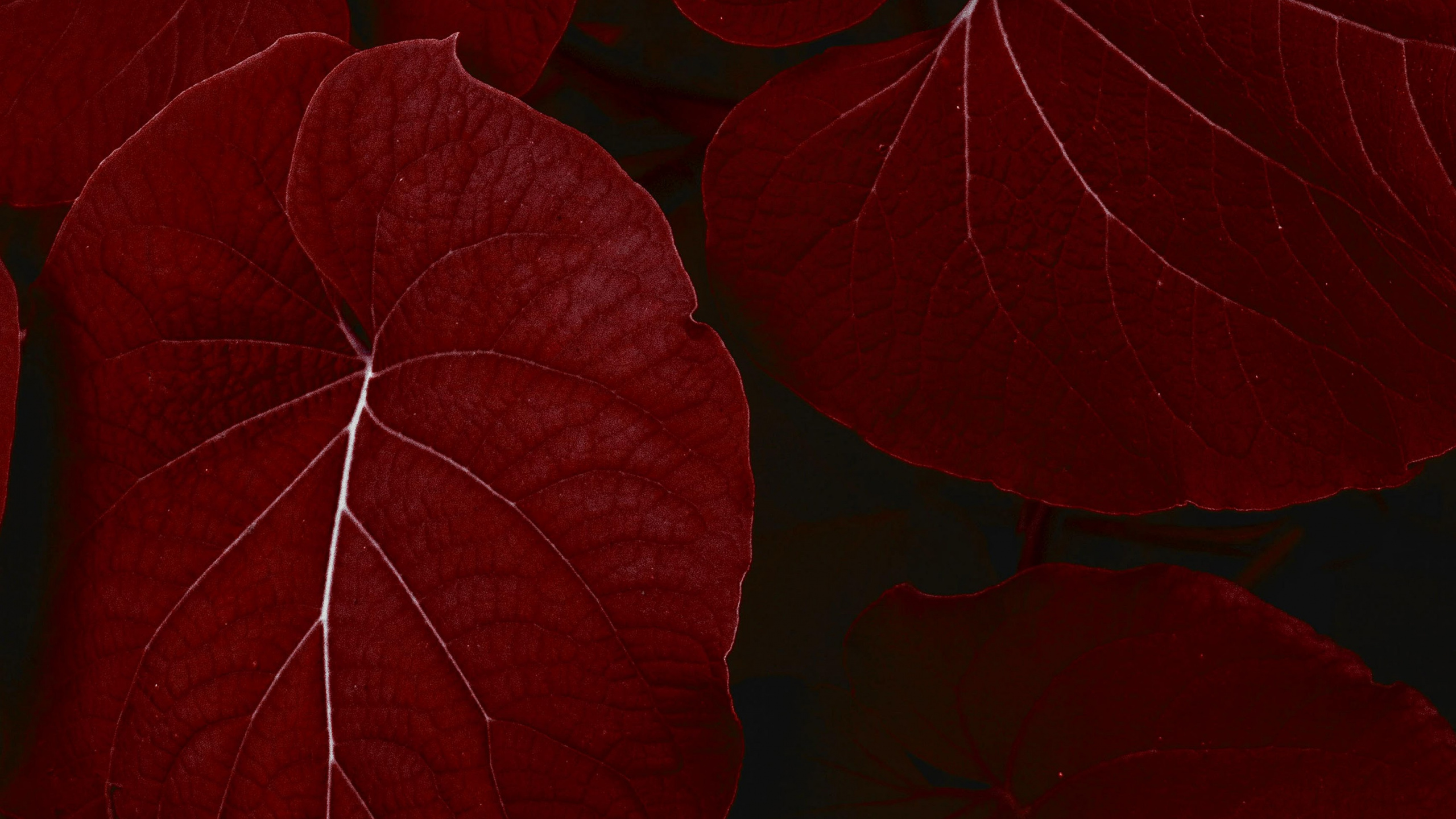 Обои айпад, ipad pro, apple, iPad Pro 2017, яблоко в разрешении 2560x1440