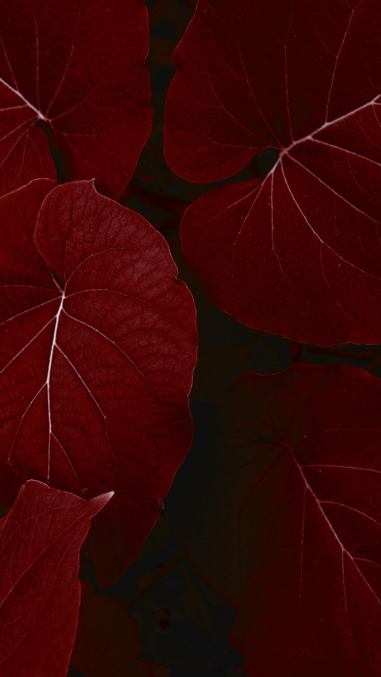 Обои айпад, ipad pro, apple, iPad Pro 2017, яблоко в разрешении 750x1334