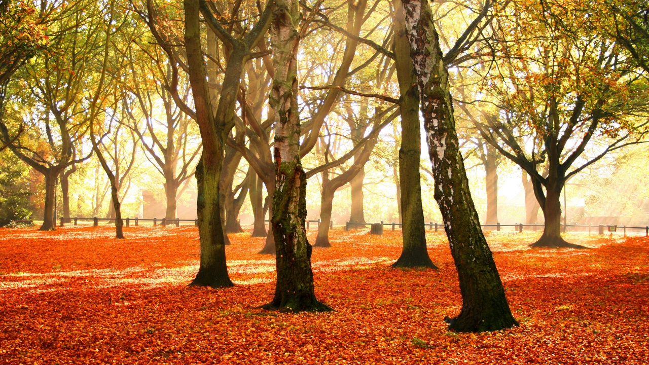 Обои осень, дерево, природа, лист, листопадные в разрешении 1280x720