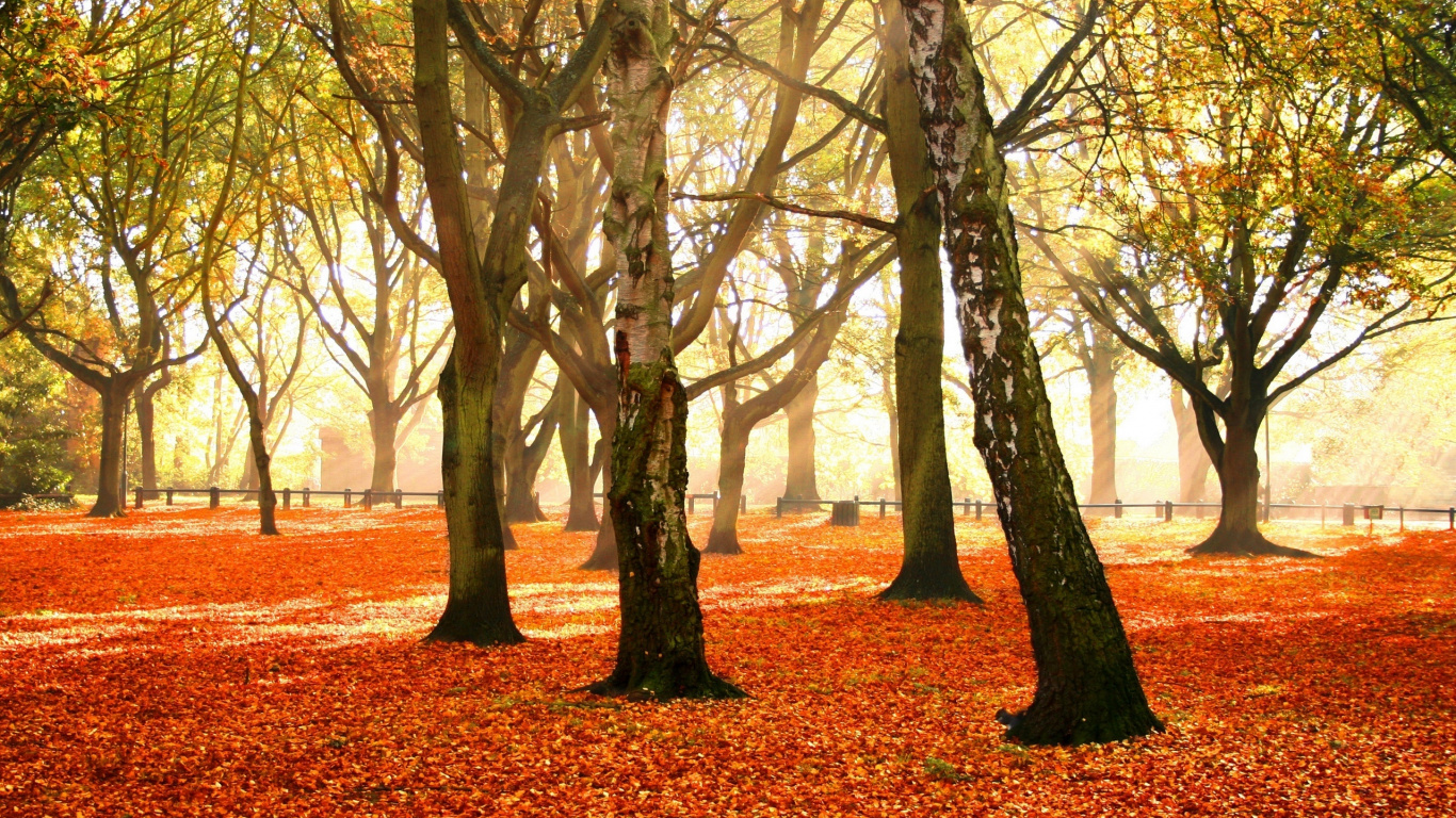 Обои осень, дерево, природа, лист, листопадные в разрешении 1366x768