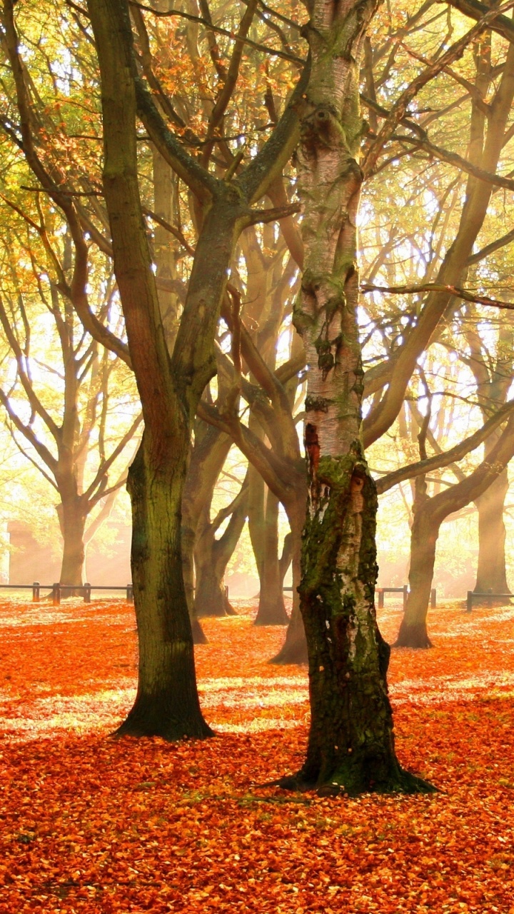 Обои осень, дерево, природа, лист, листопадные в разрешении 720x1280