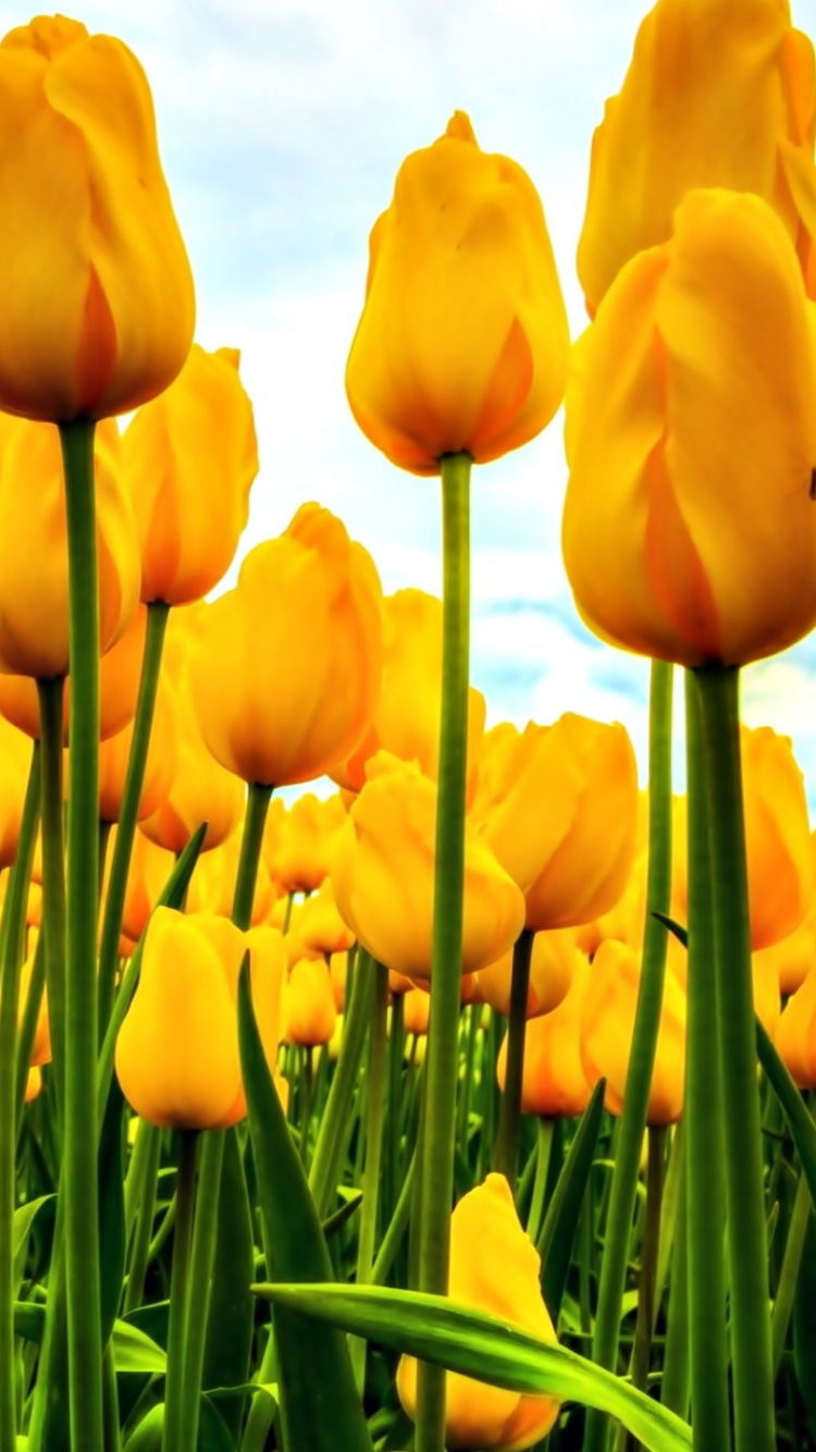 Обои цветок, желтый, растение, весна, луг в разрешении 750x1334