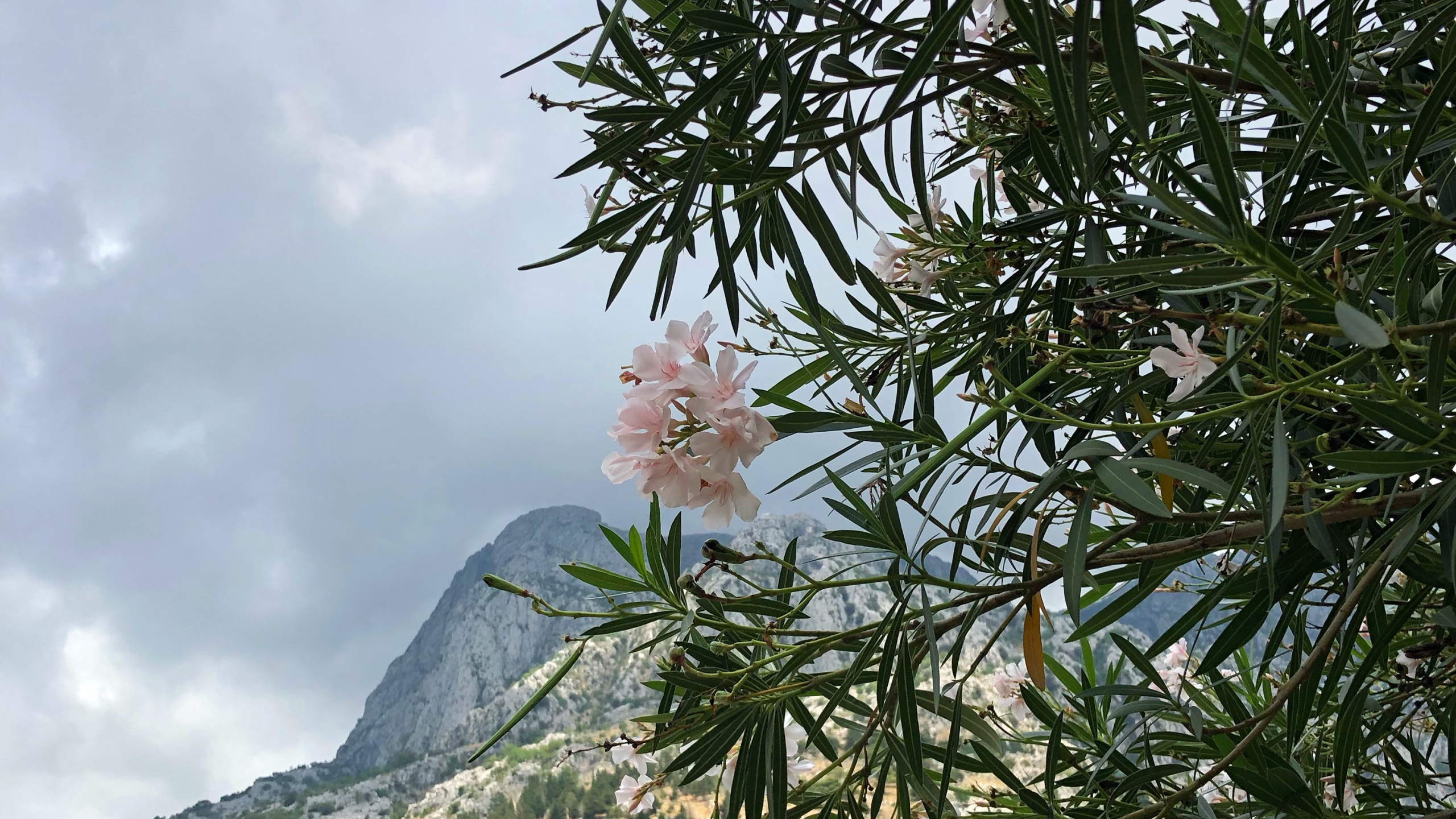 Обои дерево, рододендрон, саммит, эрикалес, семья каперсов в разрешении 2560x1440