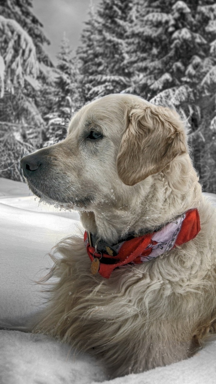 Обои золотистый ретривер, щенок, собака породы, спортивные группы, морда в разрешении 720x1280