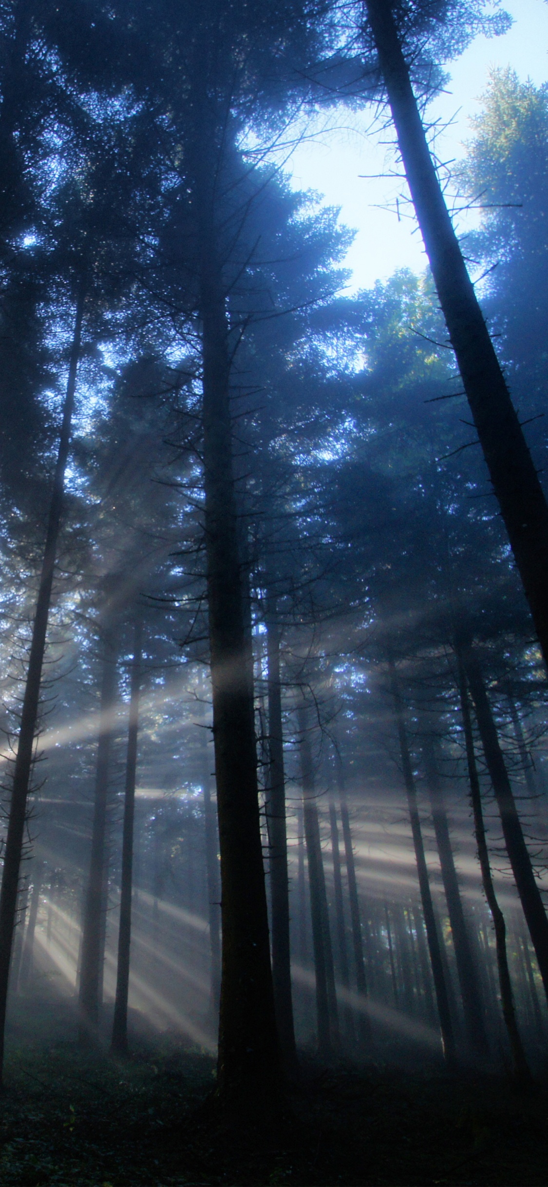 Обои дерево, лес, лесистая местность, солнечный свет, macbook в разрешении 1125x2436