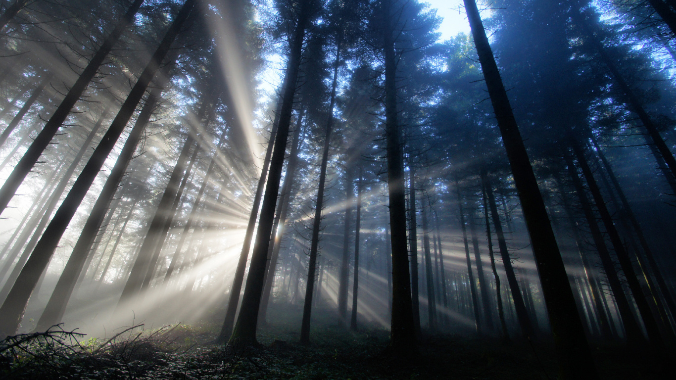 Обои дерево, лес, лесистая местность, солнечный свет, macbook в разрешении 1366x768