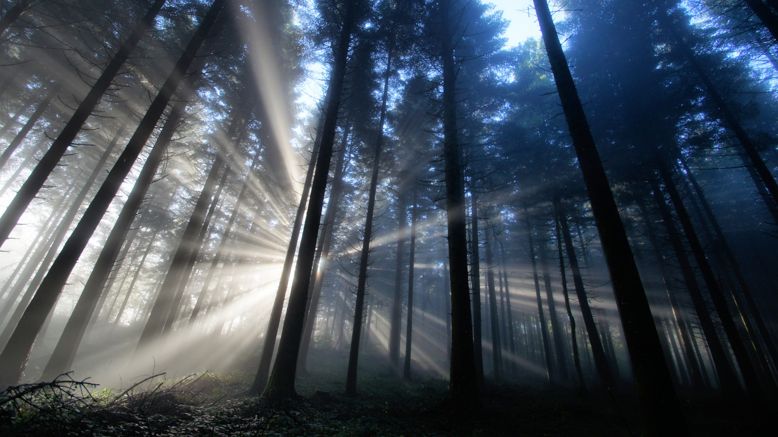 Обои дерево, лес, лесистая местность, солнечный свет, macbook в разрешении 2560x1440