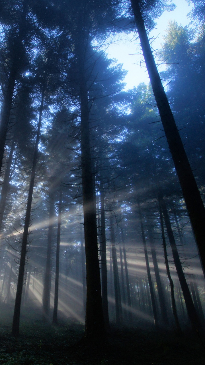 Обои дерево, лес, лесистая местность, солнечный свет, macbook в разрешении 720x1280