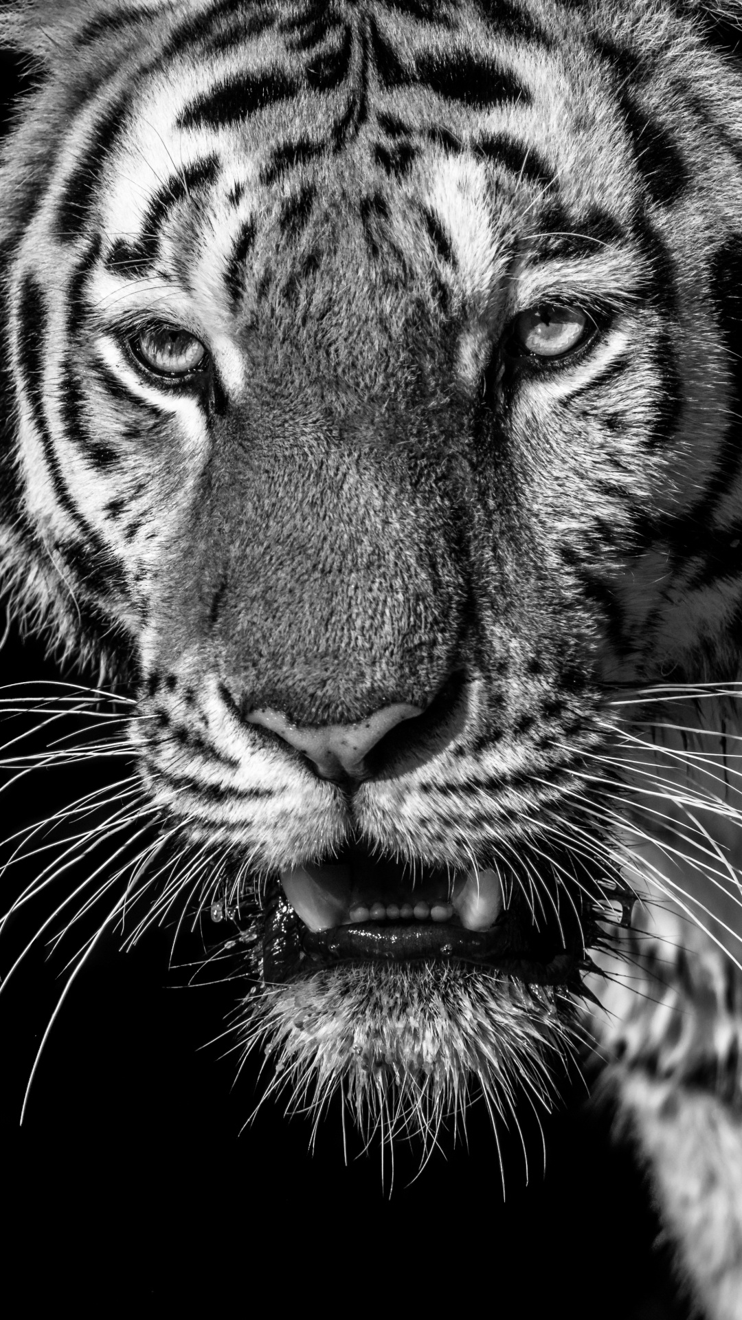 Обои тигр, Белый тигр, бенгальский тигр, живая природа, бакенбарды в разрешении 1080x1920
