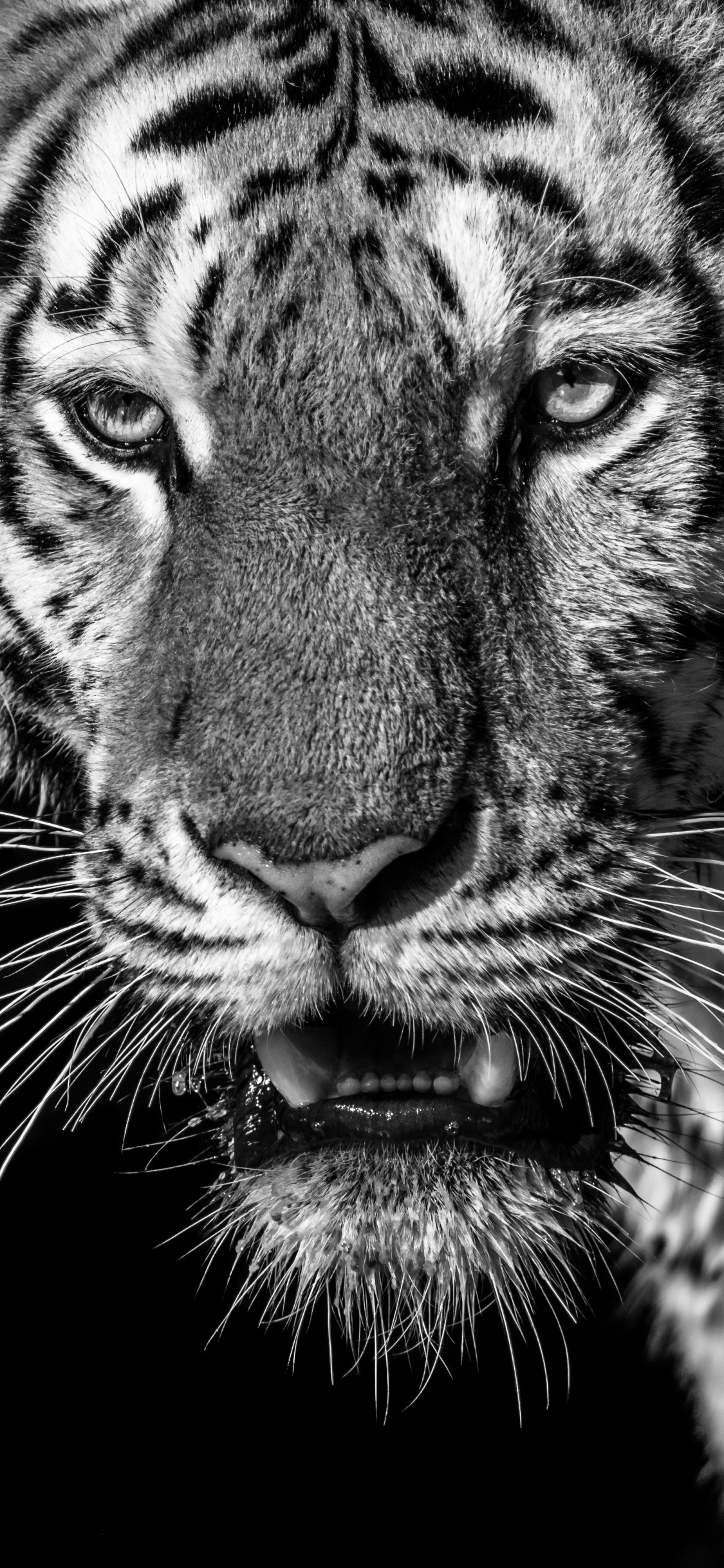 Обои тигр, Белый тигр, бенгальский тигр, живая природа, бакенбарды в разрешении 1125x2436
