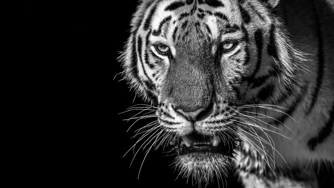 Обои тигр, Белый тигр, бенгальский тигр, живая природа, бакенбарды в разрешении 1366x768