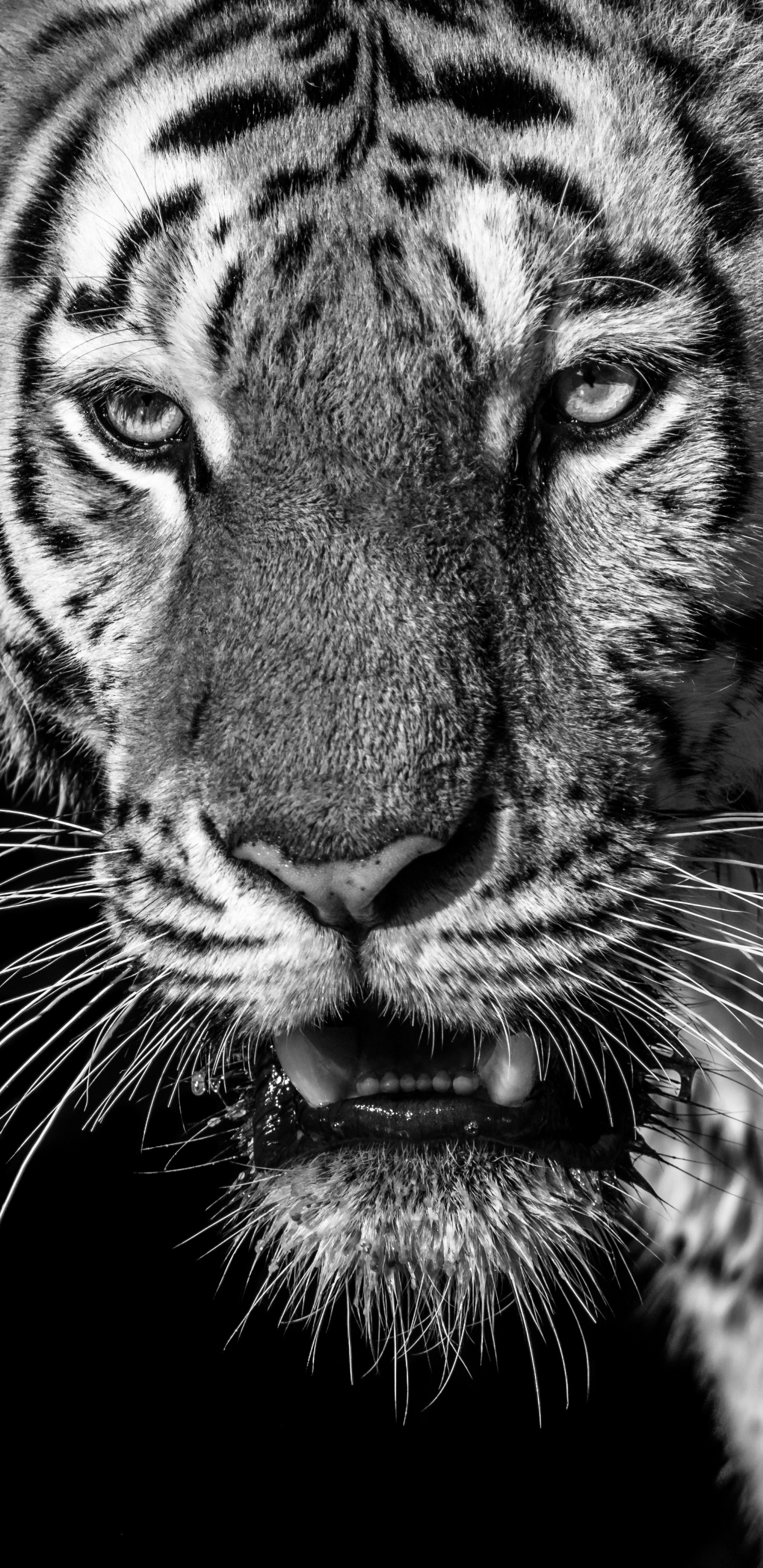 Обои тигр, Белый тигр, бенгальский тигр, живая природа, бакенбарды в разрешении 1440x2960
