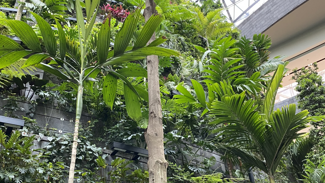 Обои растительность, пальмовые рощи, лист, рассада, биология в разрешении 1280x720