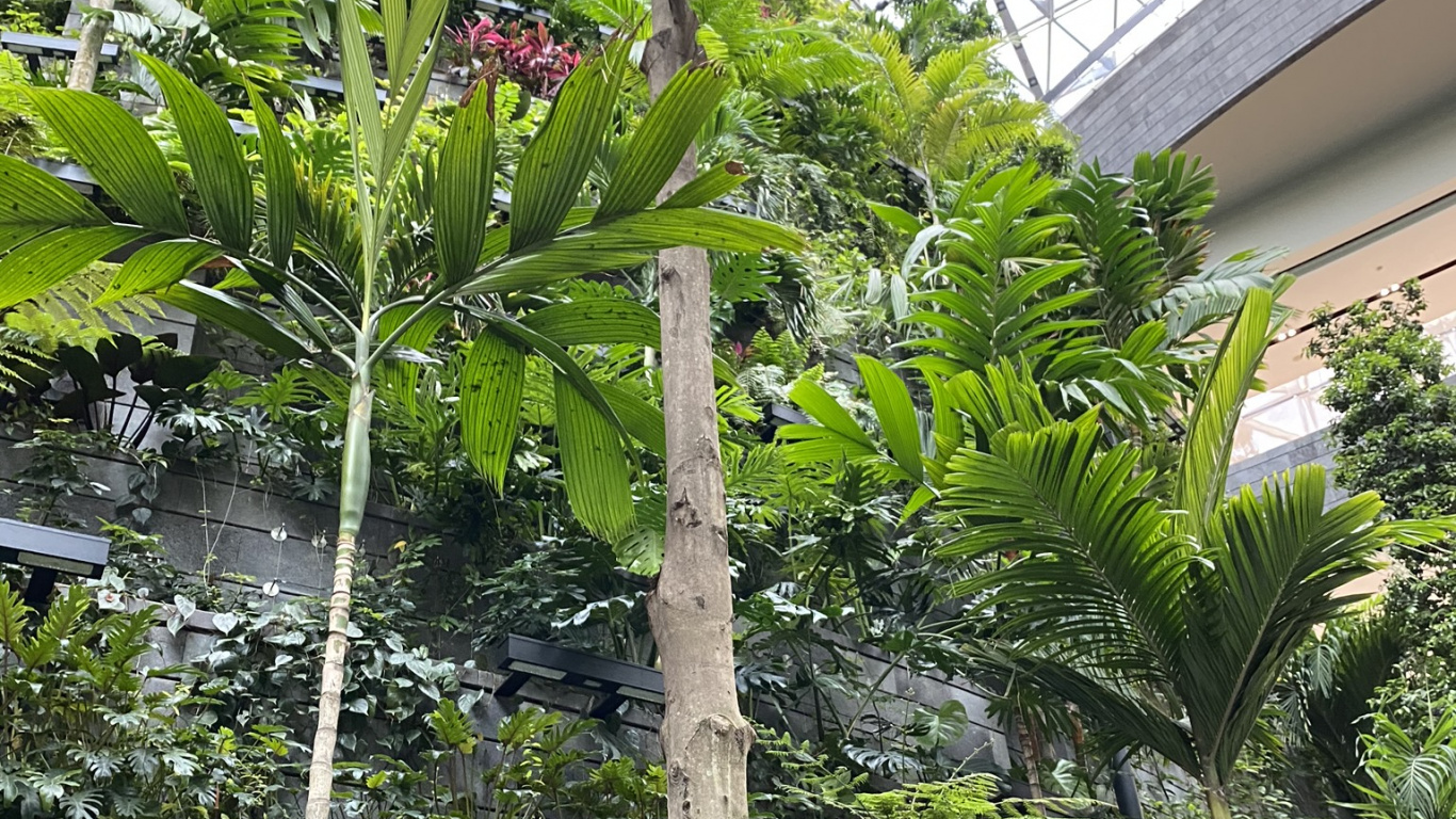 Обои растительность, пальмовые рощи, лист, рассада, биология в разрешении 1366x768