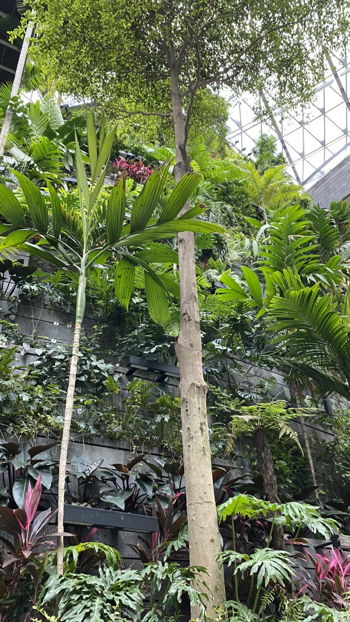 Обои растительность, пальмовые рощи, лист, рассада, биология в разрешении 720x1280