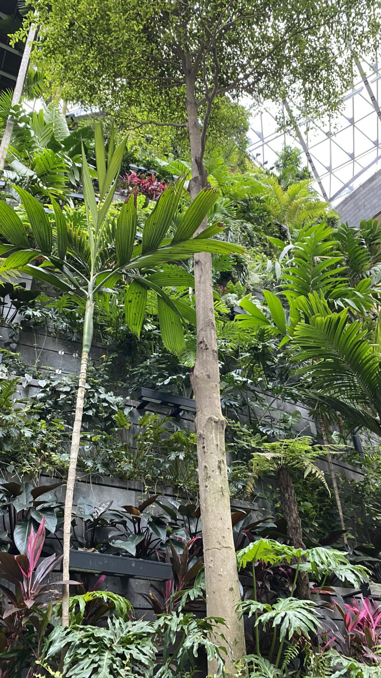 Обои растительность, пальмовые рощи, лист, рассада, биология в разрешении 750x1334