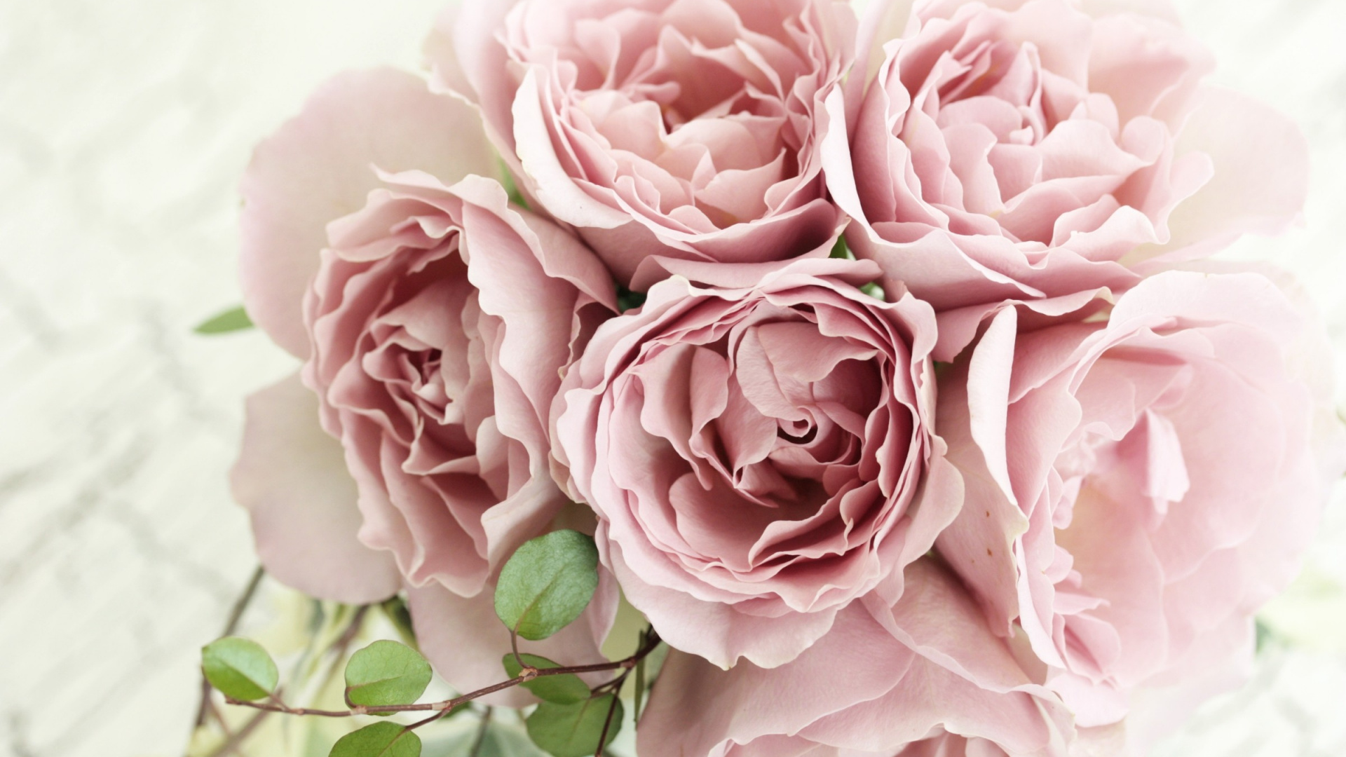 Обои цветок, Роза, срезанные цветы, цветковое растение, сад роз в разрешении 1920x1080