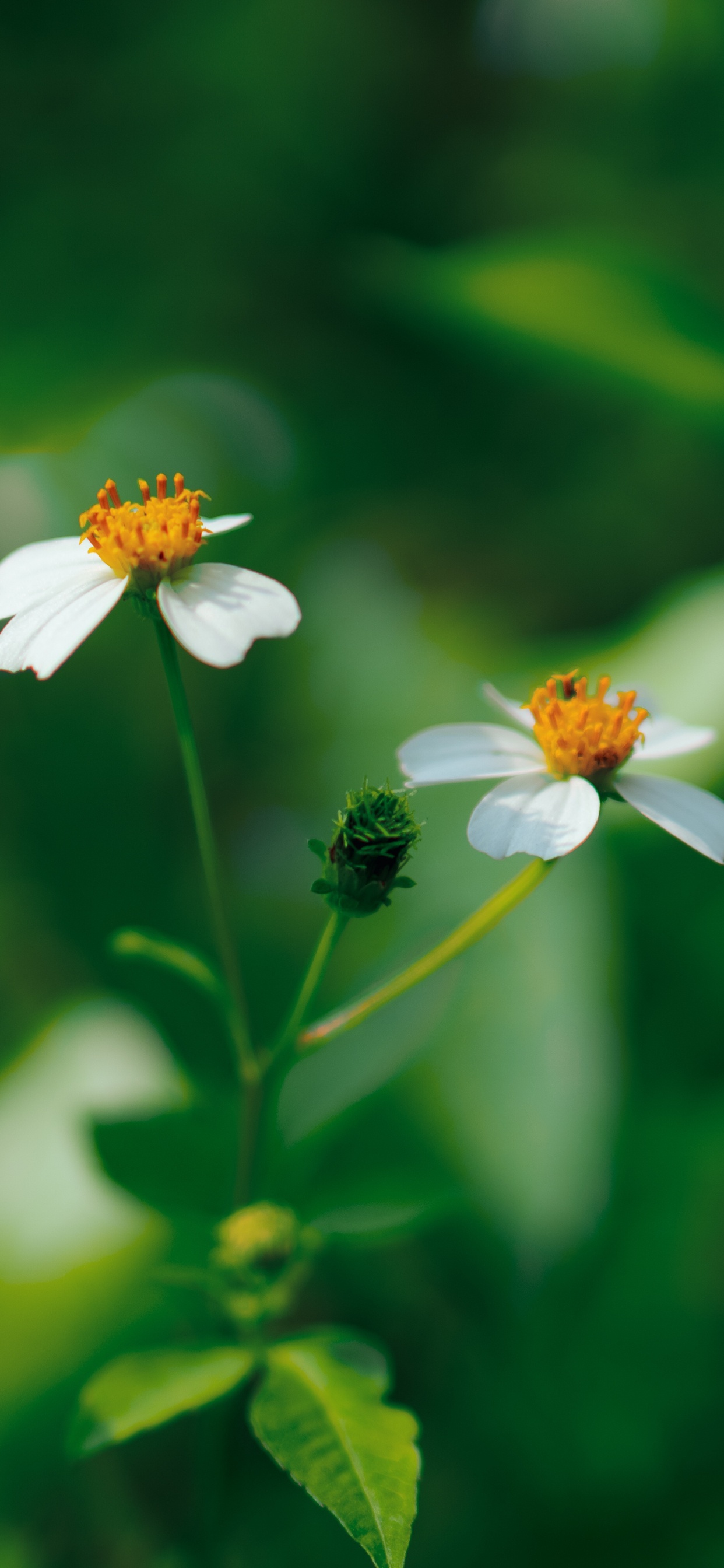 Обои рассада, цветок, зеленый, лепесток, растение в разрешении 1242x2688