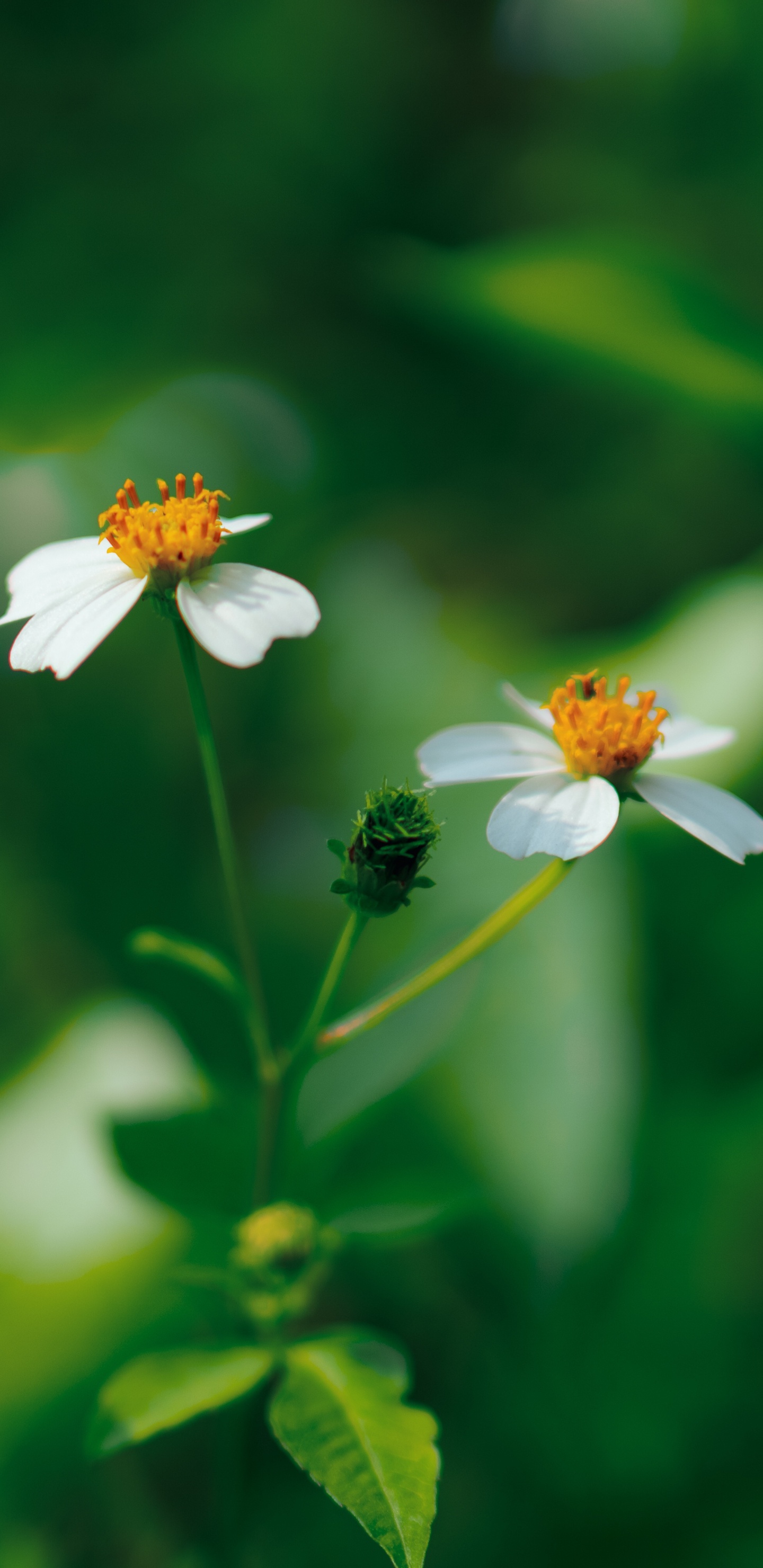 Обои рассада, цветок, зеленый, лепесток, растение в разрешении 1440x2960