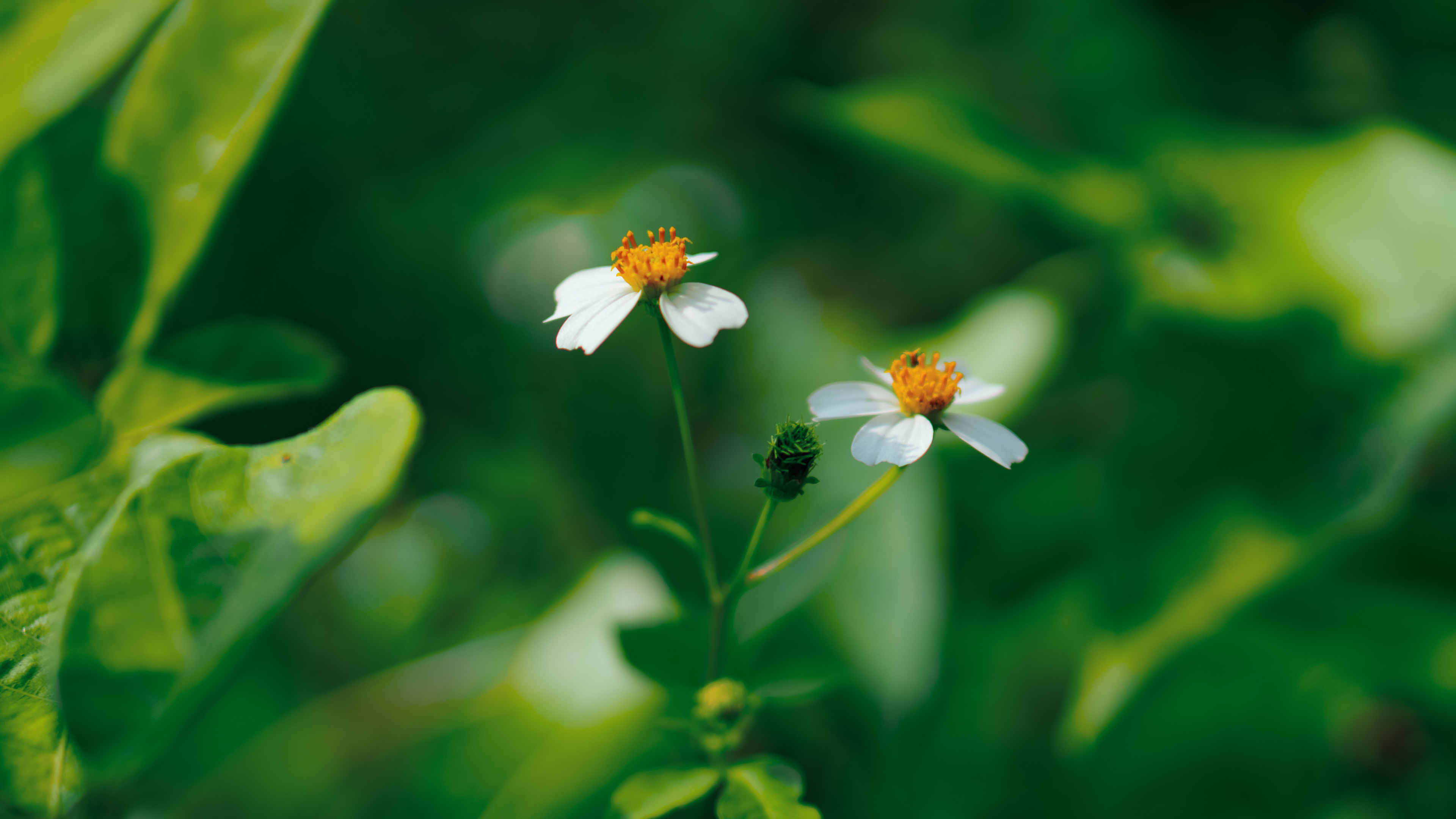 Обои рассада, цветок, зеленый, лепесток, растение в разрешении 3840x2160