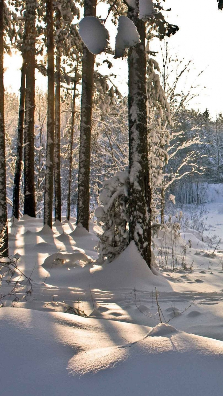 Обои лес, снег, зима, дерево, замораживание в разрешении 750x1334