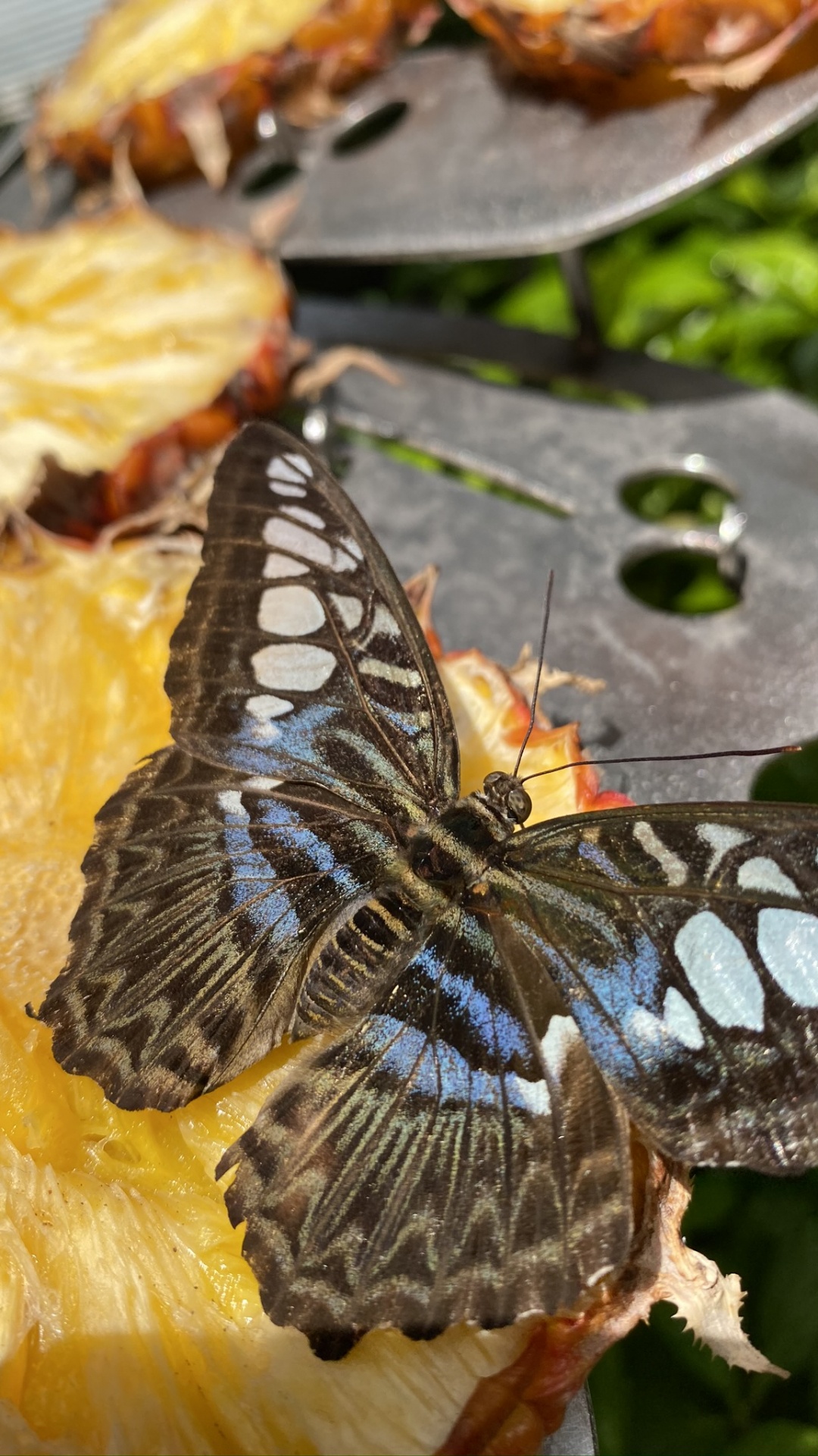 Обои мотылек, насекомое, членистоногое, беспозвоночных, опылитель в разрешении 1080x1920