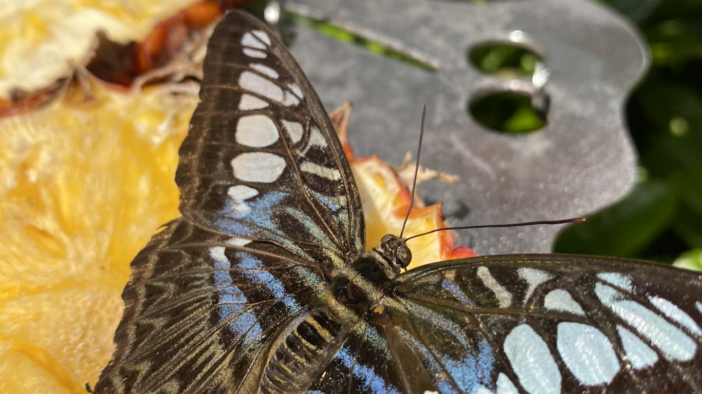Обои мотылек, насекомое, членистоногое, беспозвоночных, опылитель в разрешении 1366x768