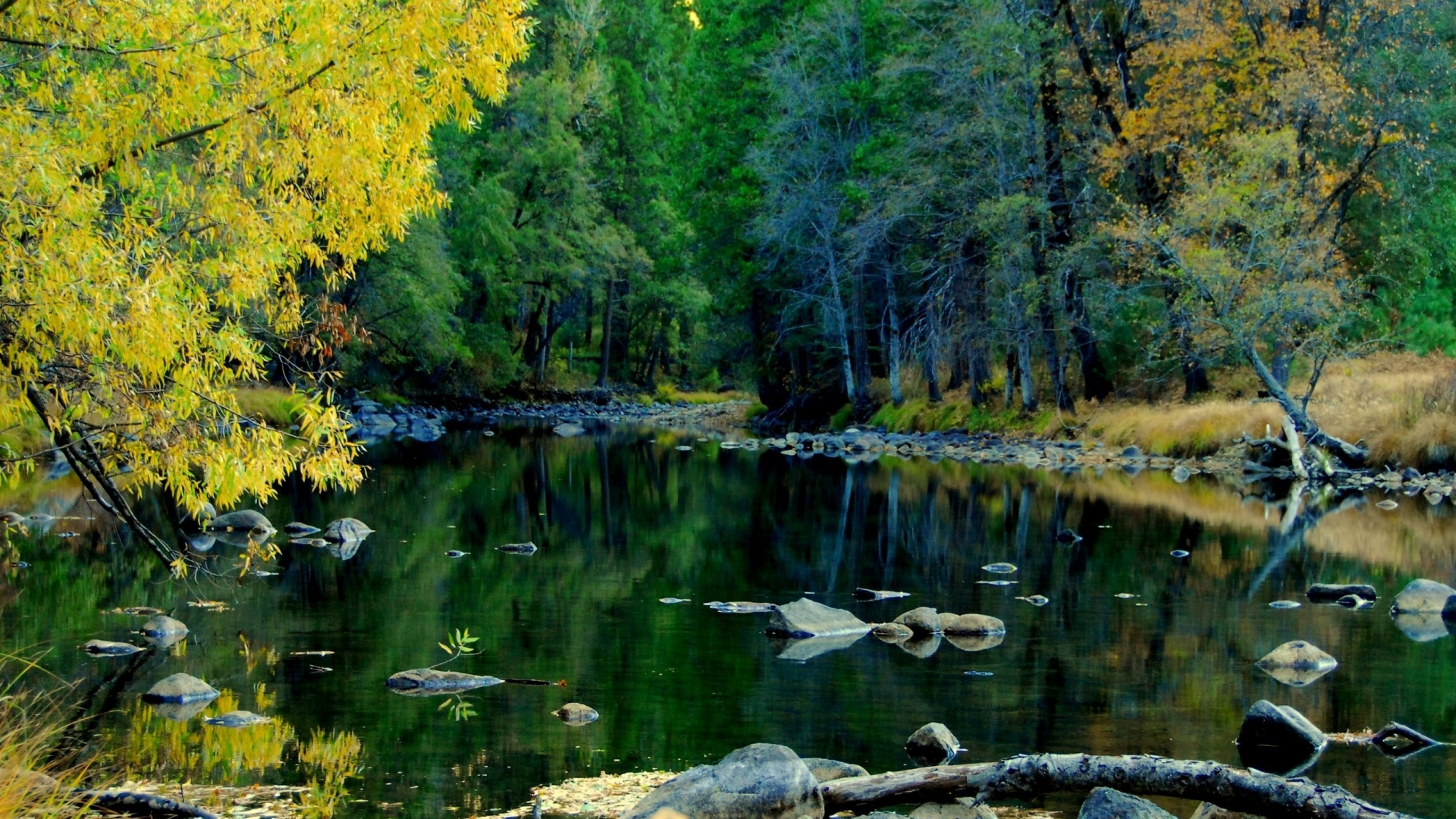 Обои отражение, природа, водоем, вода, лист в разрешении 1920x1080