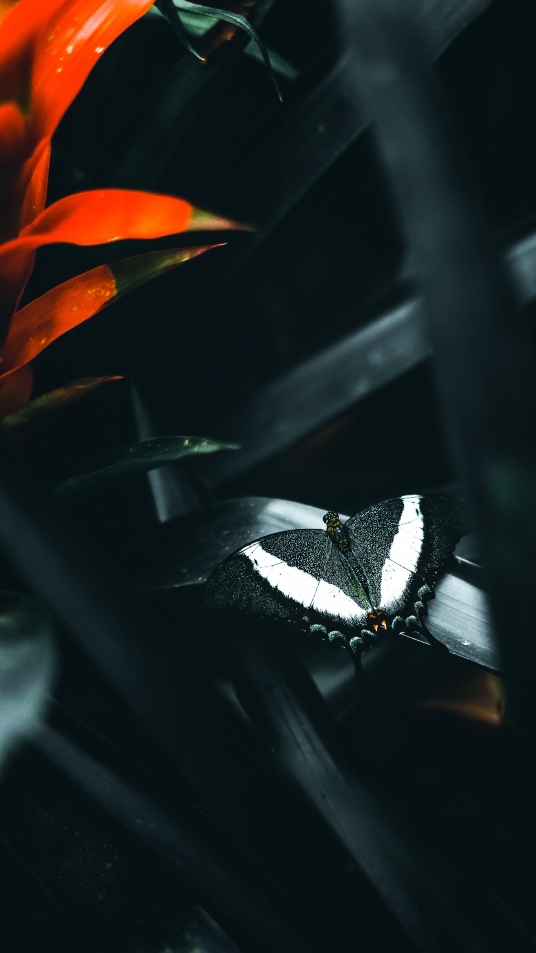 Обои темнота, растение, опылитель, насекомое, автомобильное освещение в разрешении 1080x1920