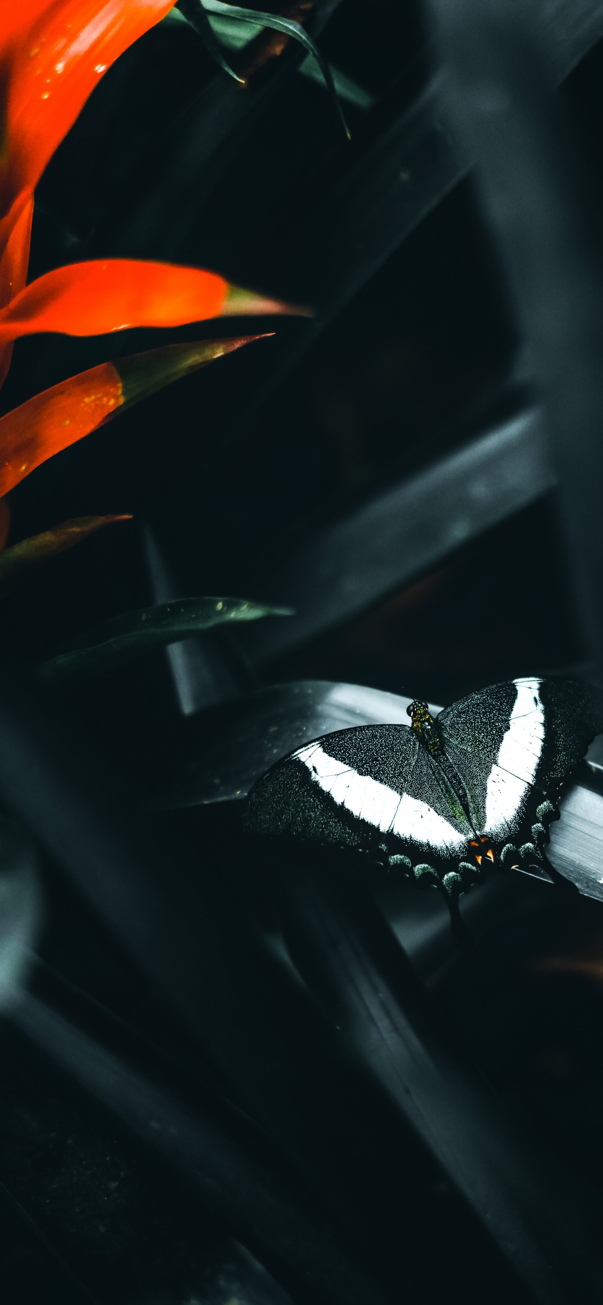 Обои темнота, растение, опылитель, насекомое, автомобильное освещение в разрешении 1242x2688