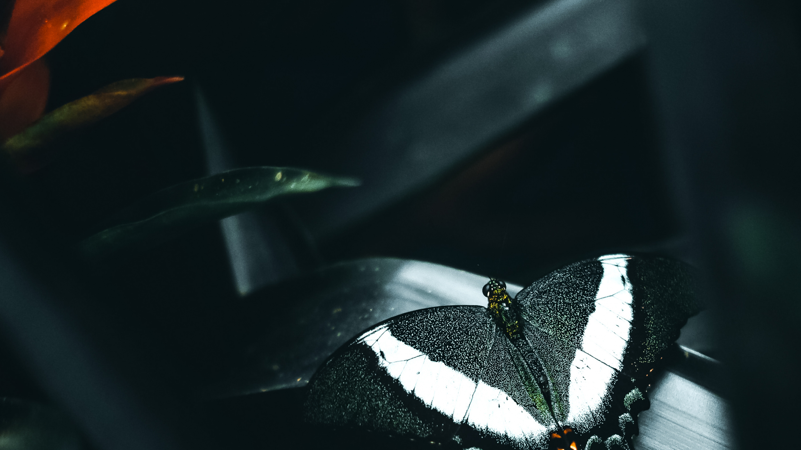 Обои темнота, растение, опылитель, насекомое, автомобильное освещение в разрешении 2560x1440