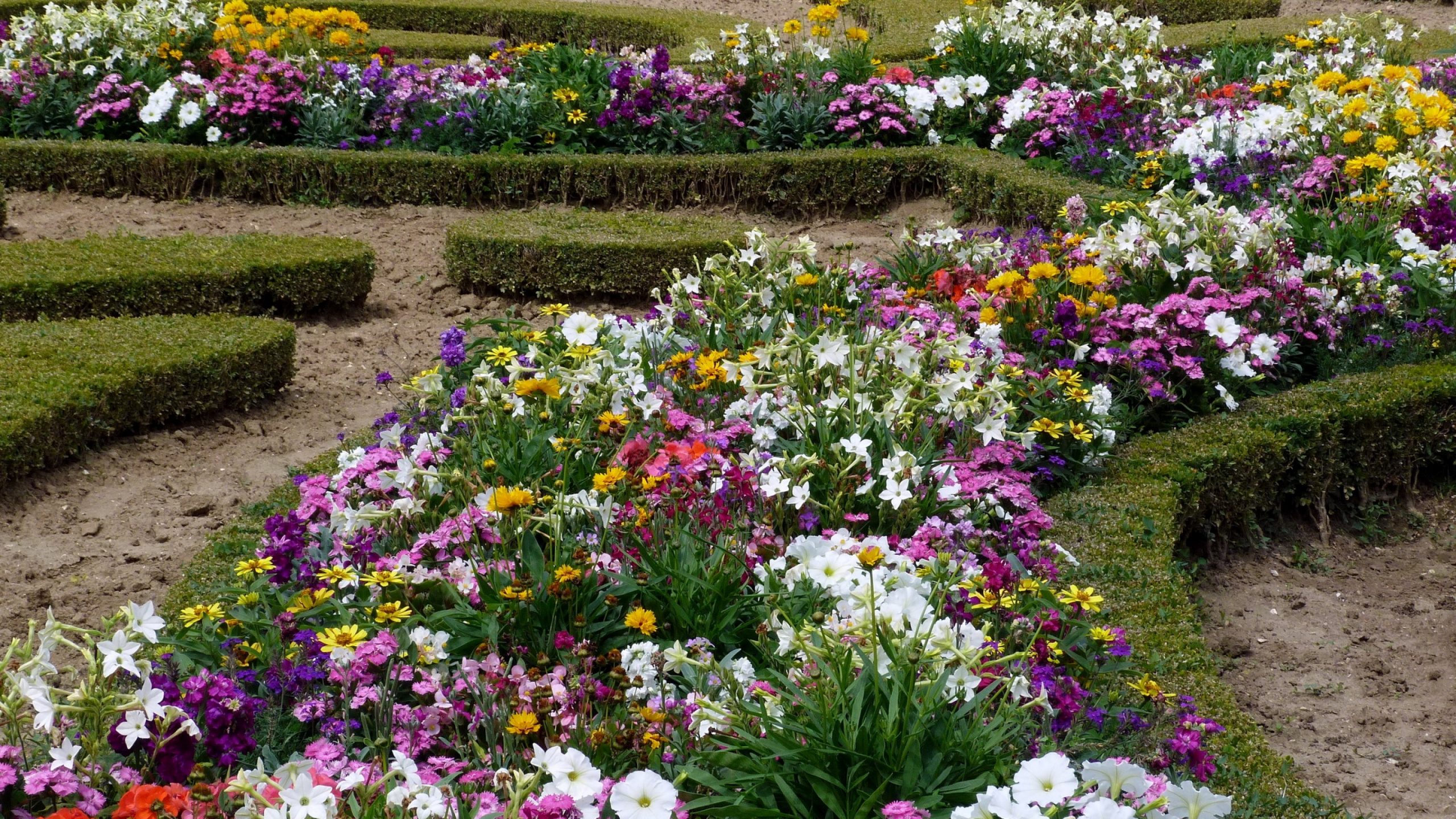 Обои цветковое растение, весна, однолетнее растение, полевой цветок, флористика в разрешении 2560x1440