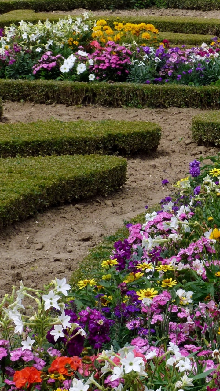 Обои цветковое растение, весна, однолетнее растение, полевой цветок, флористика в разрешении 720x1280