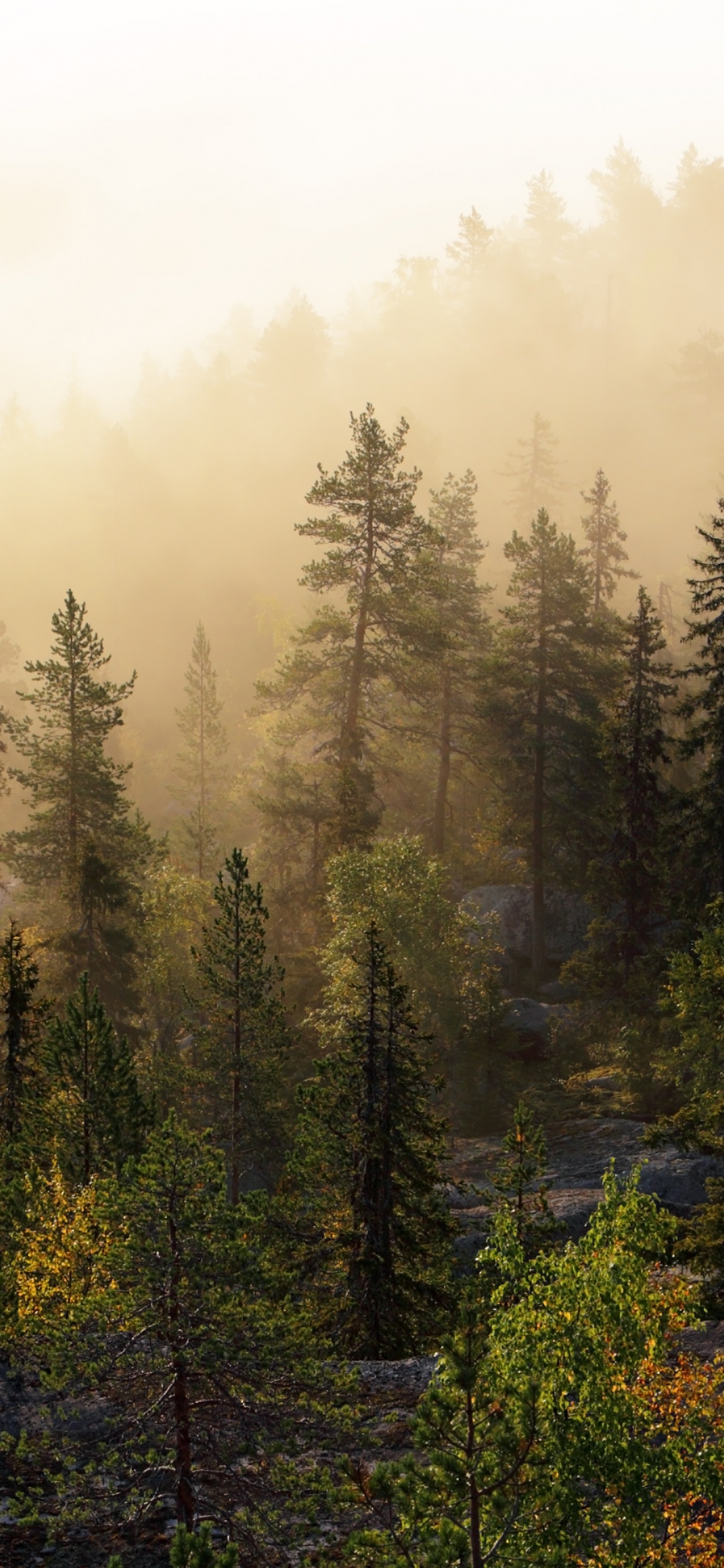 Обои лес, дерево, хвойными лесами, туман, дикая местность в разрешении 1242x2688