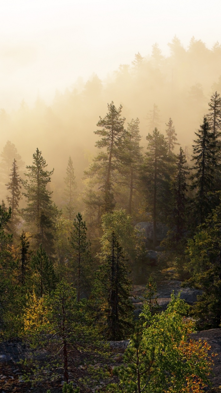 Обои лес, дерево, хвойными лесами, туман, дикая местность в разрешении 720x1280