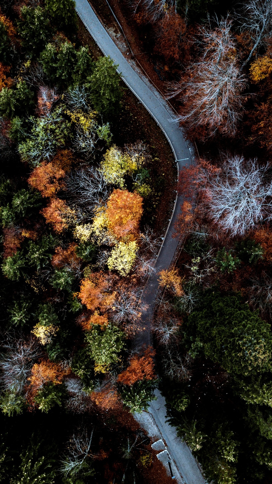 Обои природа, иллюстрация, легковые автомобили, природный ландшафт, растение в разрешении 1080x1920