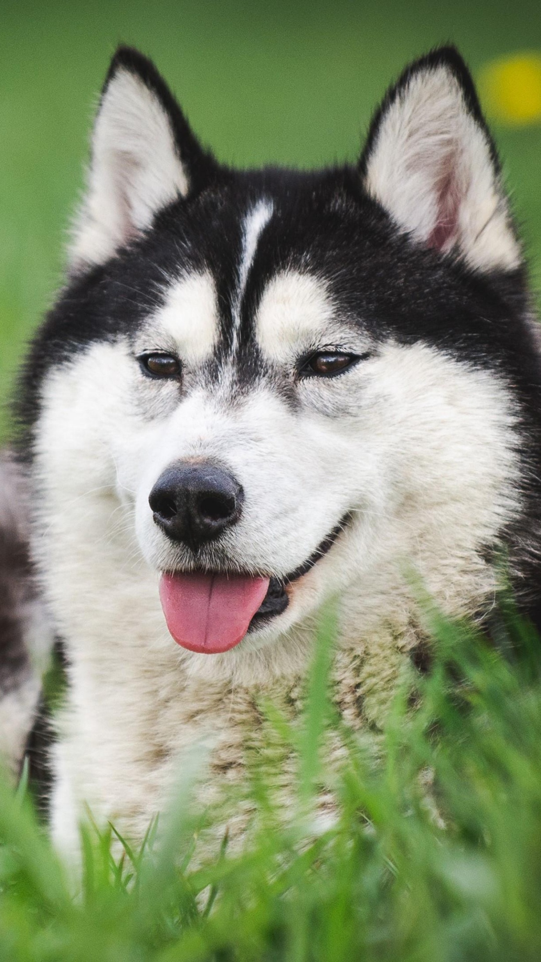 Обои миниатюрный Сибирский хаски, канадская эскимосская собака, Сахалинская хаски, аляскинский маламут, Себирская Хаски в разрешении 1080x1920