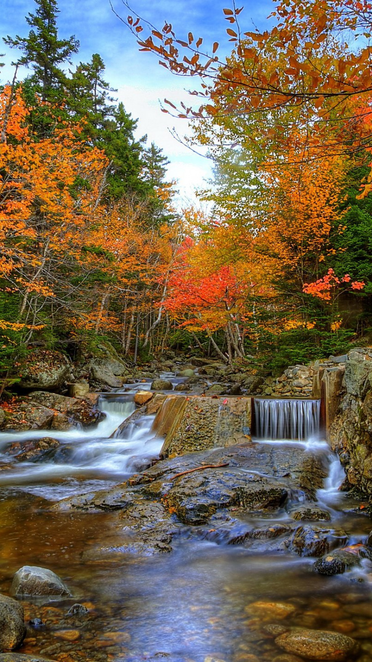 Обои осень, природа, поток, лист, вода в разрешении 750x1334