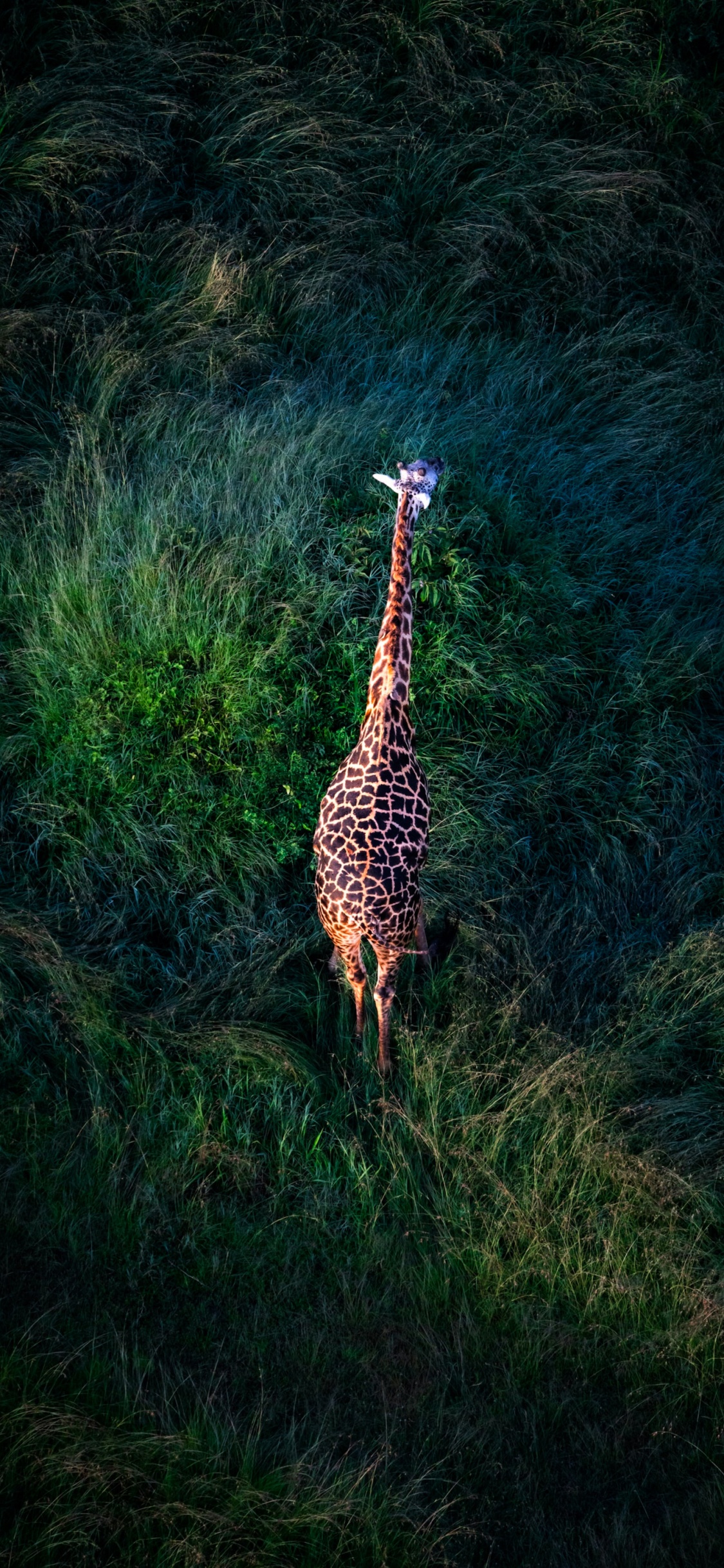 Обои Жираф, Damaksnis, сенокосное угодье, жирафовые, растение в разрешении 1125x2436