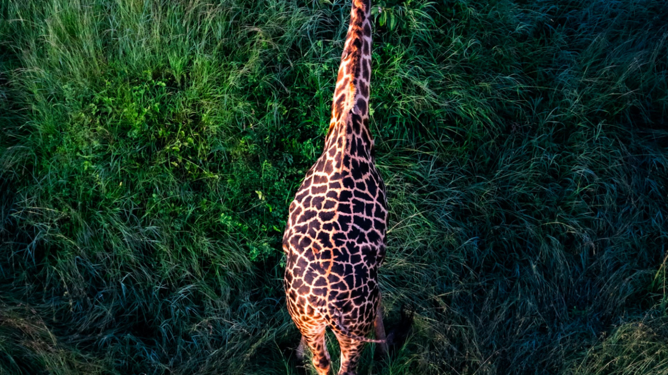 Обои Жираф, Damaksnis, сенокосное угодье, жирафовые, растение в разрешении 1366x768