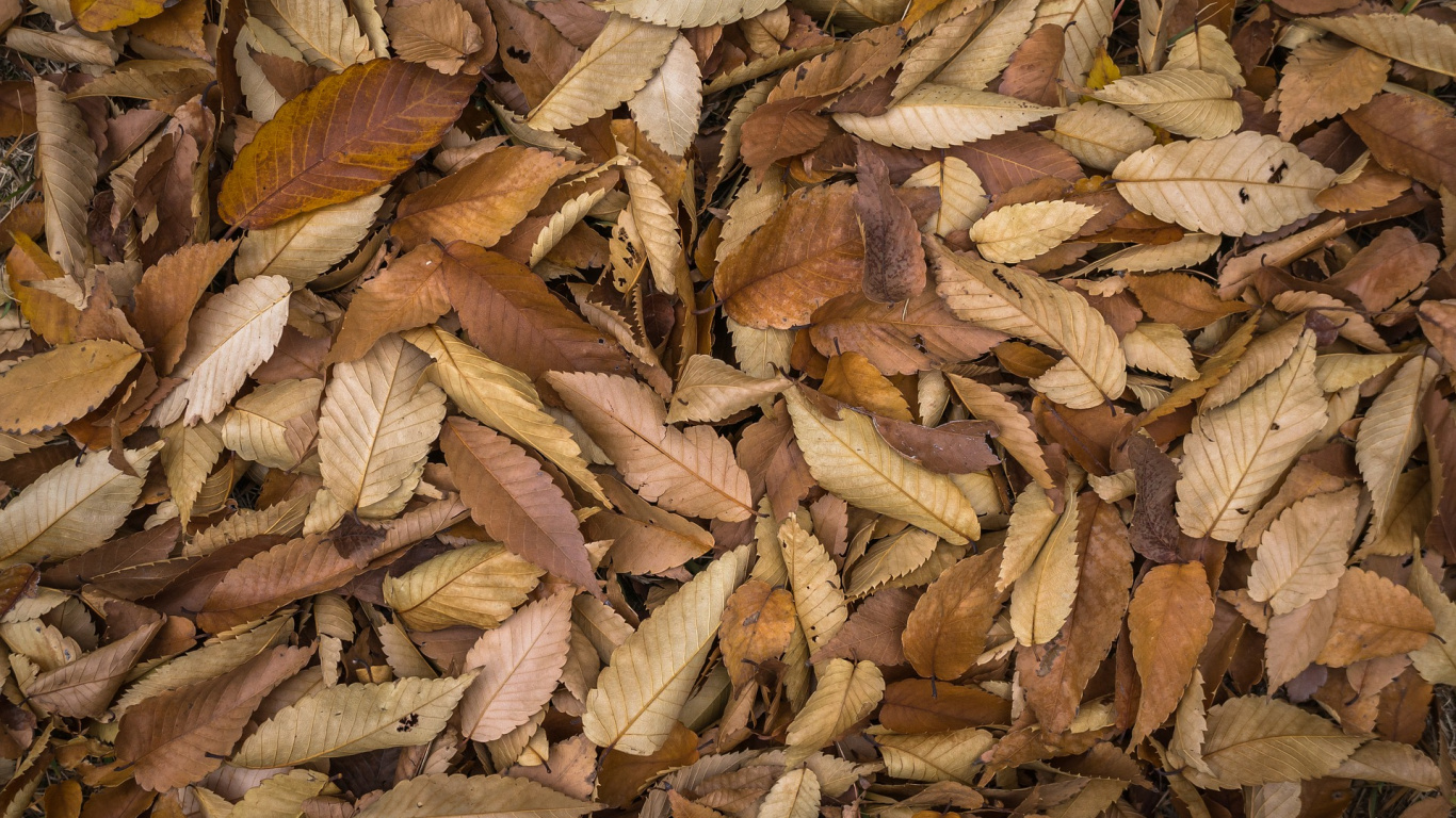 Обои лист, листопадные, растение, древесина, завод в разрешении 1366x768