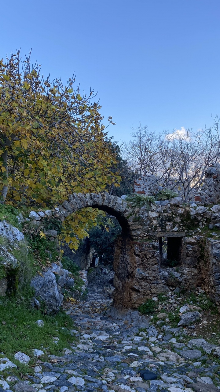 Обои лист, наука, растение, природный ландшафт, дерево в разрешении 720x1280