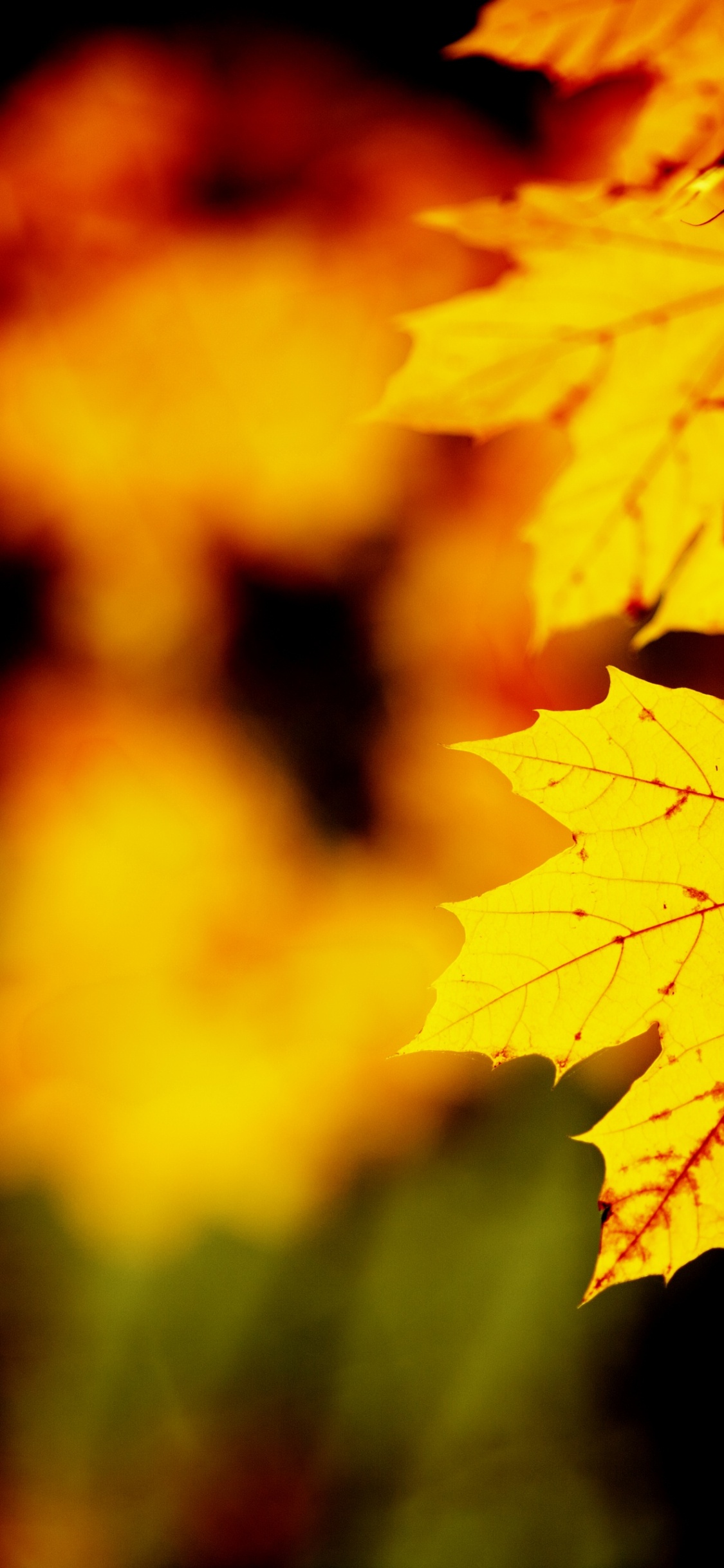 Обои лист, кленовый лист, природа, дерево, Апельсин в разрешении 1125x2436