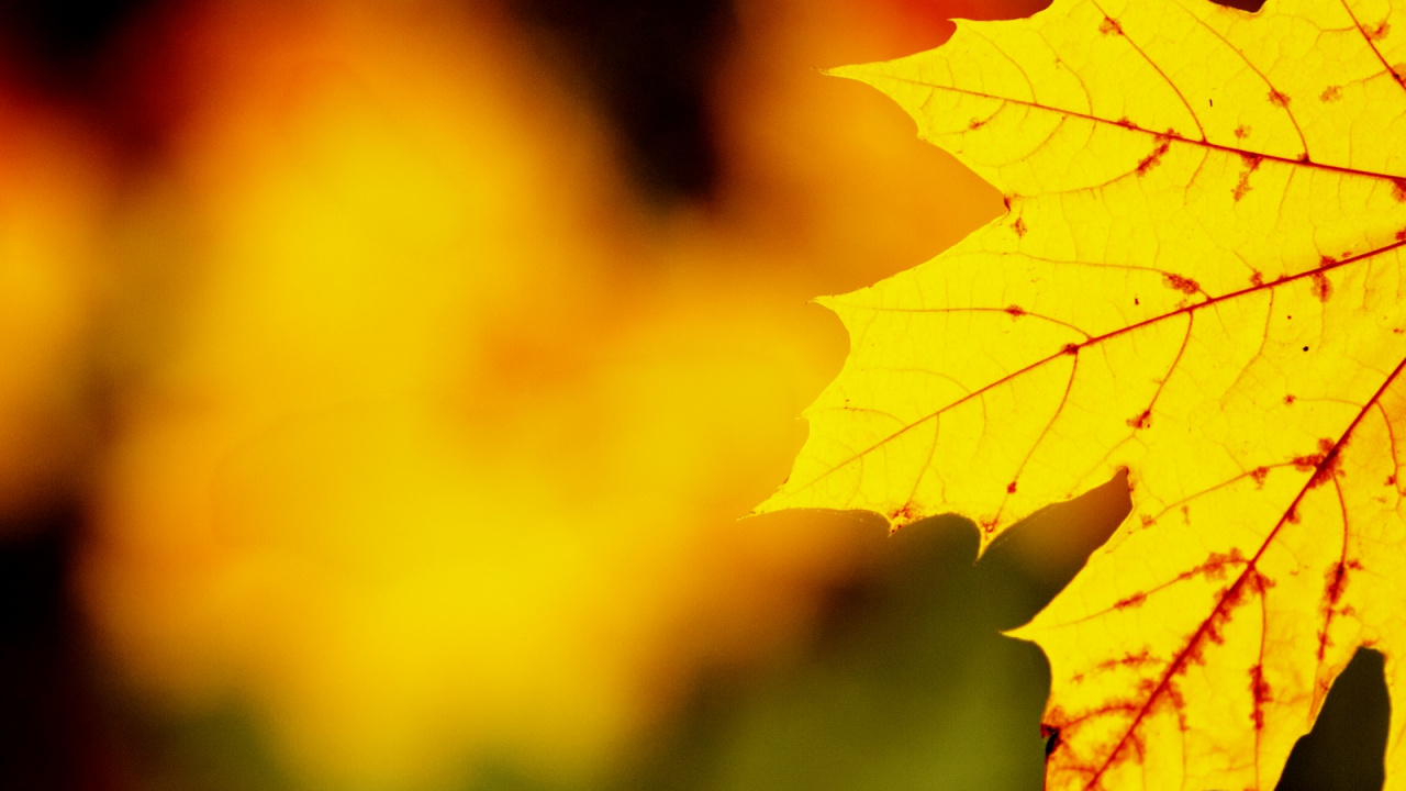 Обои лист, кленовый лист, природа, дерево, Апельсин в разрешении 1280x720