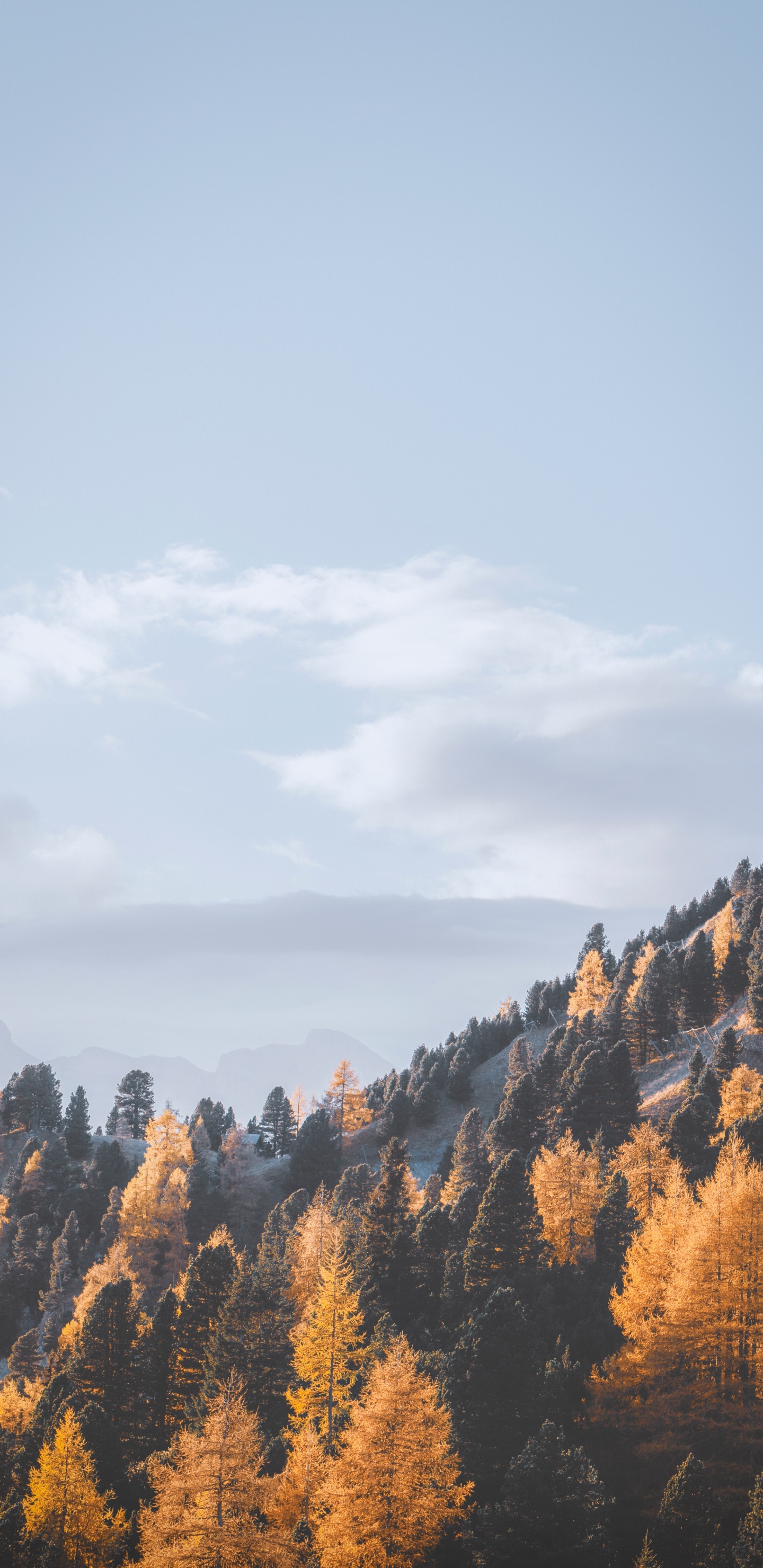 Обои лист, облако, дерево, дикая местность, гора в разрешении 1440x2960